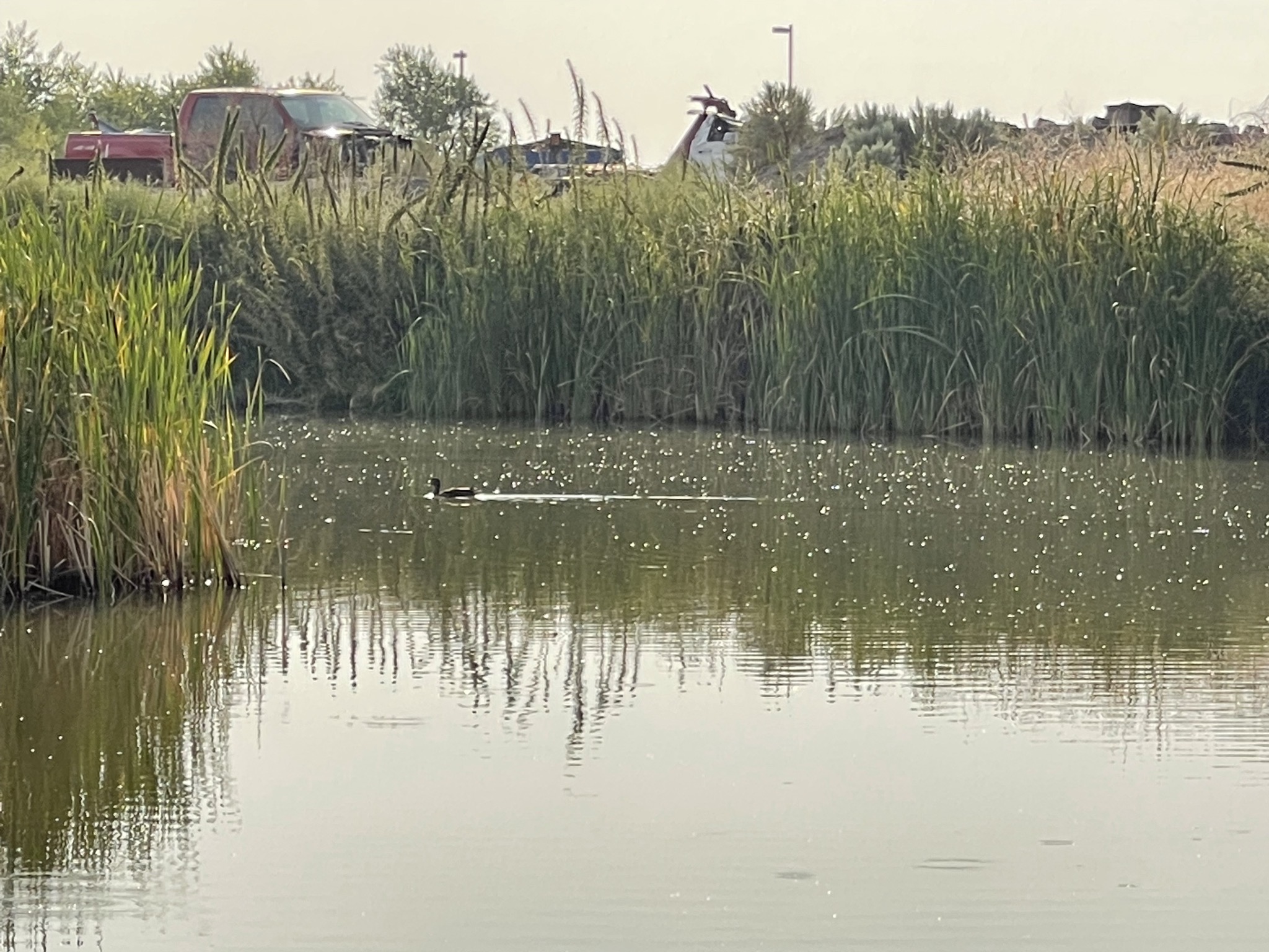 Duck