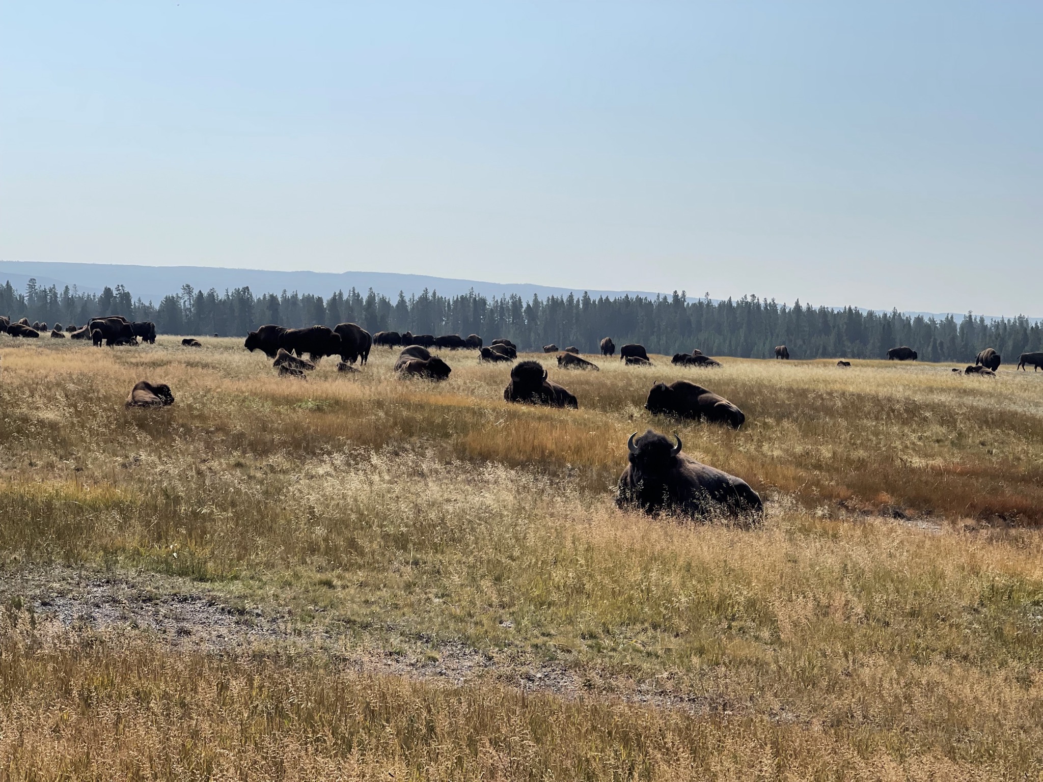 Bison