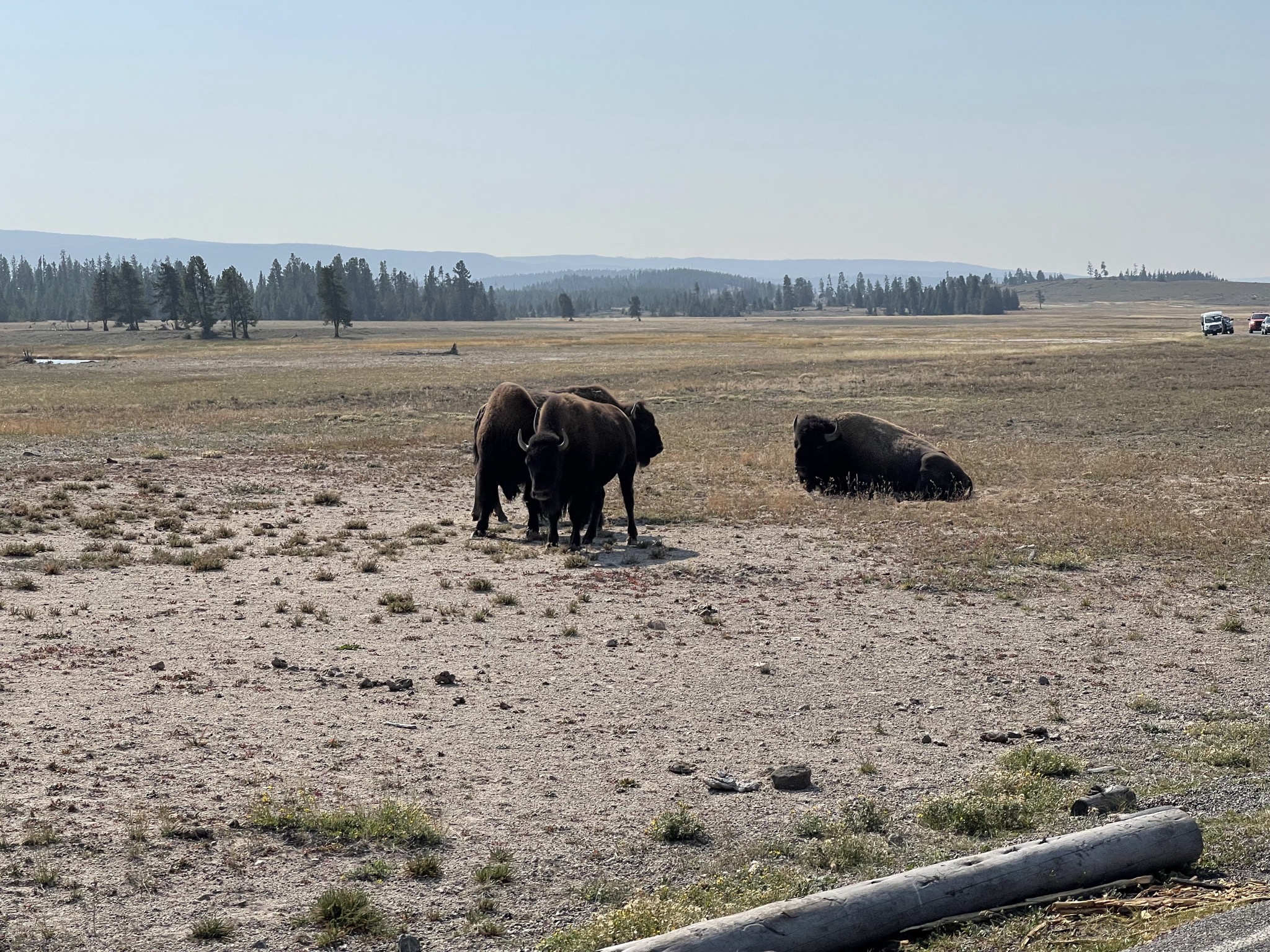 Bison