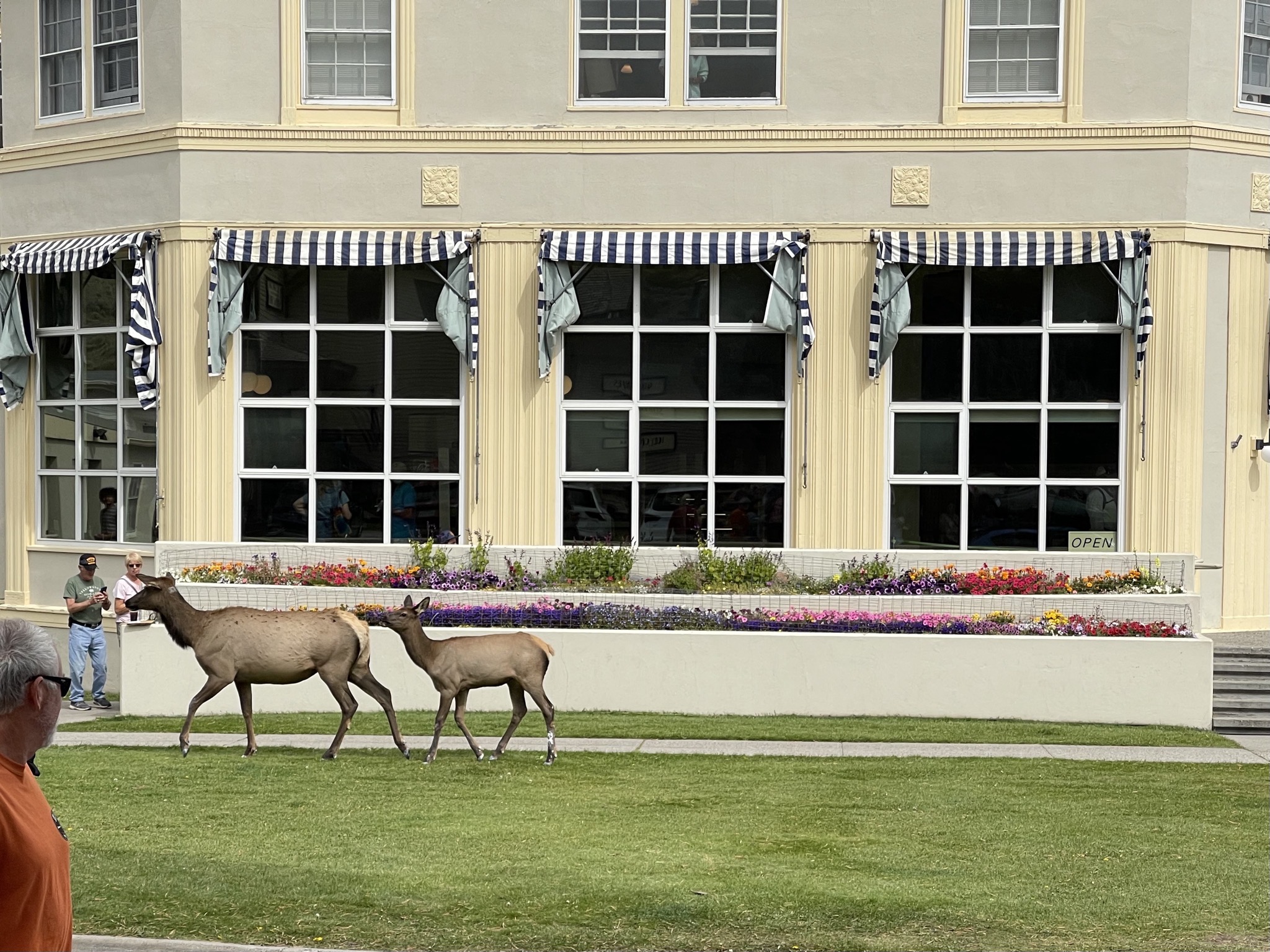Elk at Mammoth