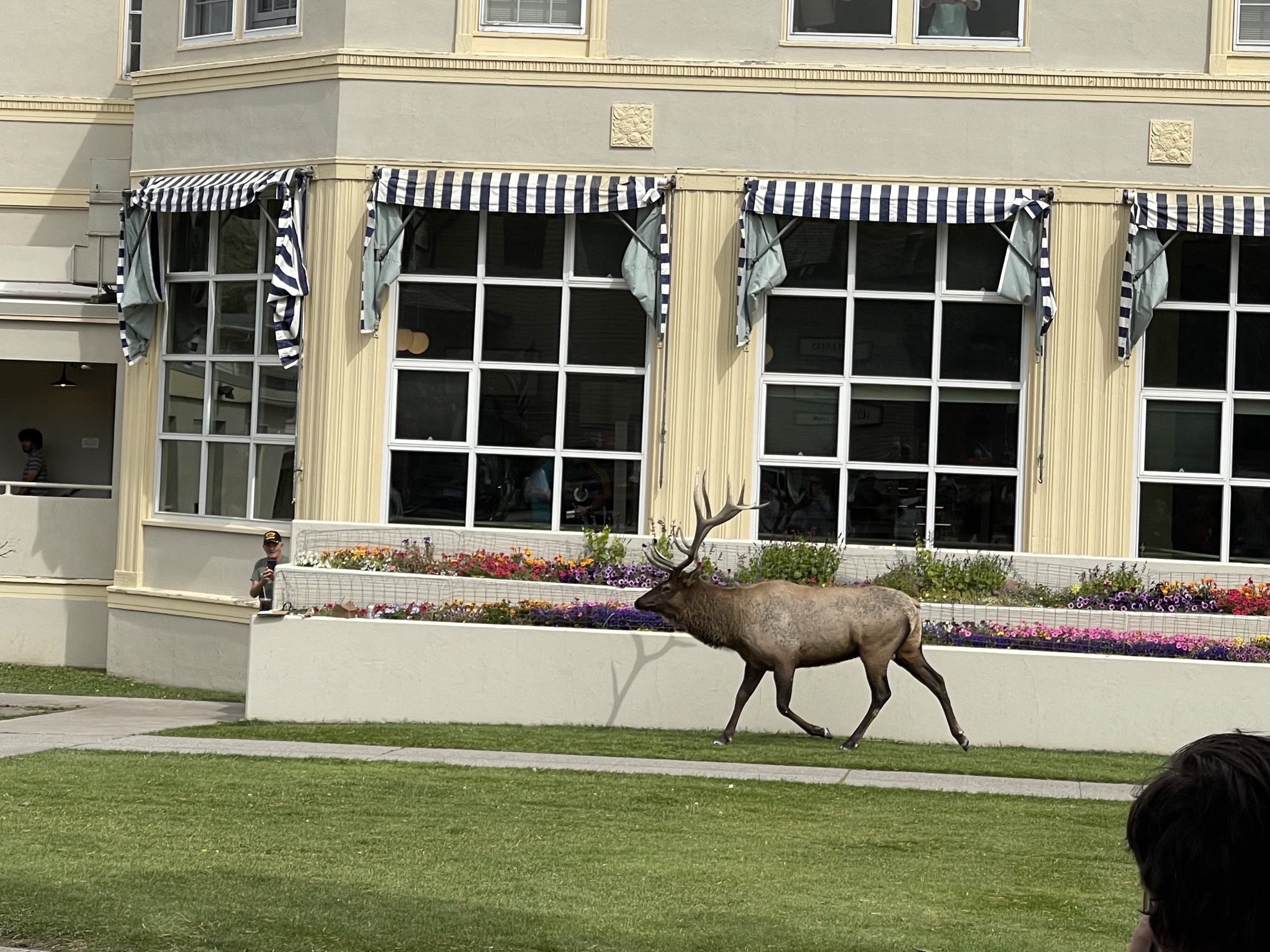 Elk at Mammoth