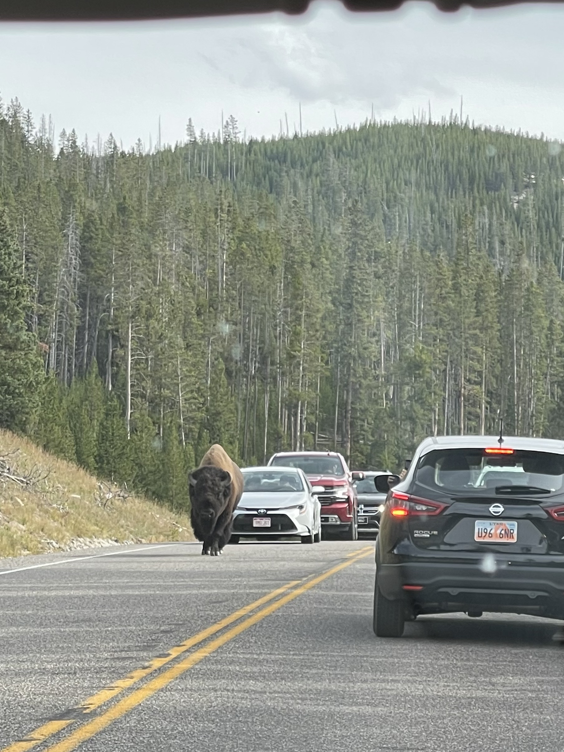 Bison jam