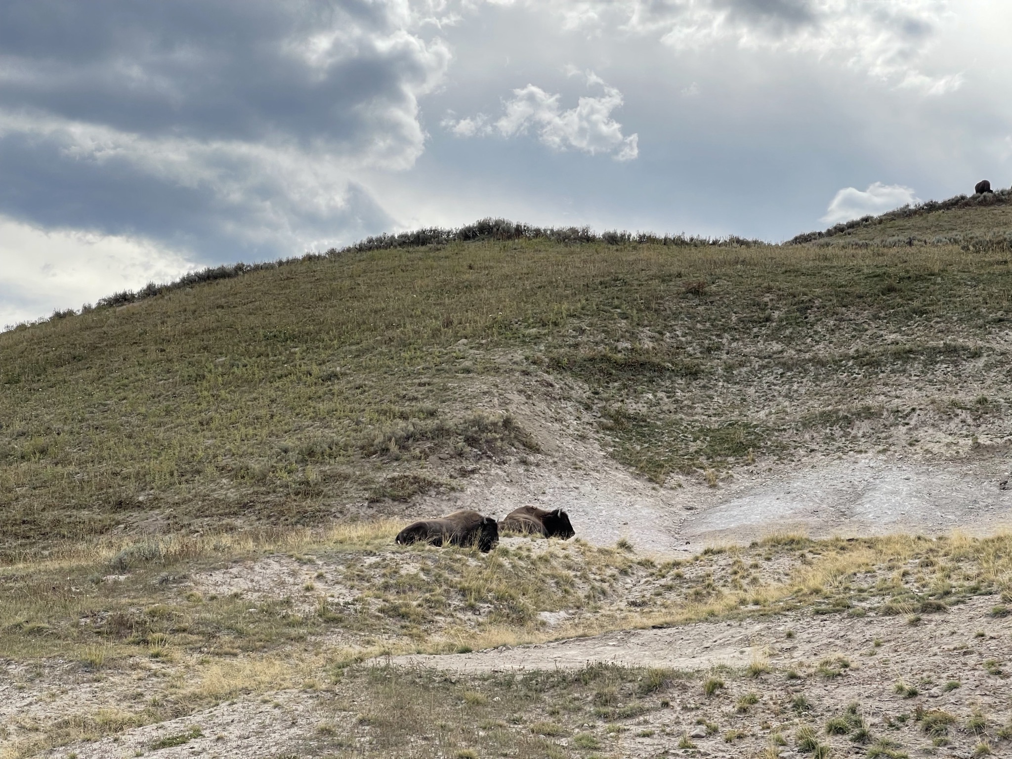 Bison