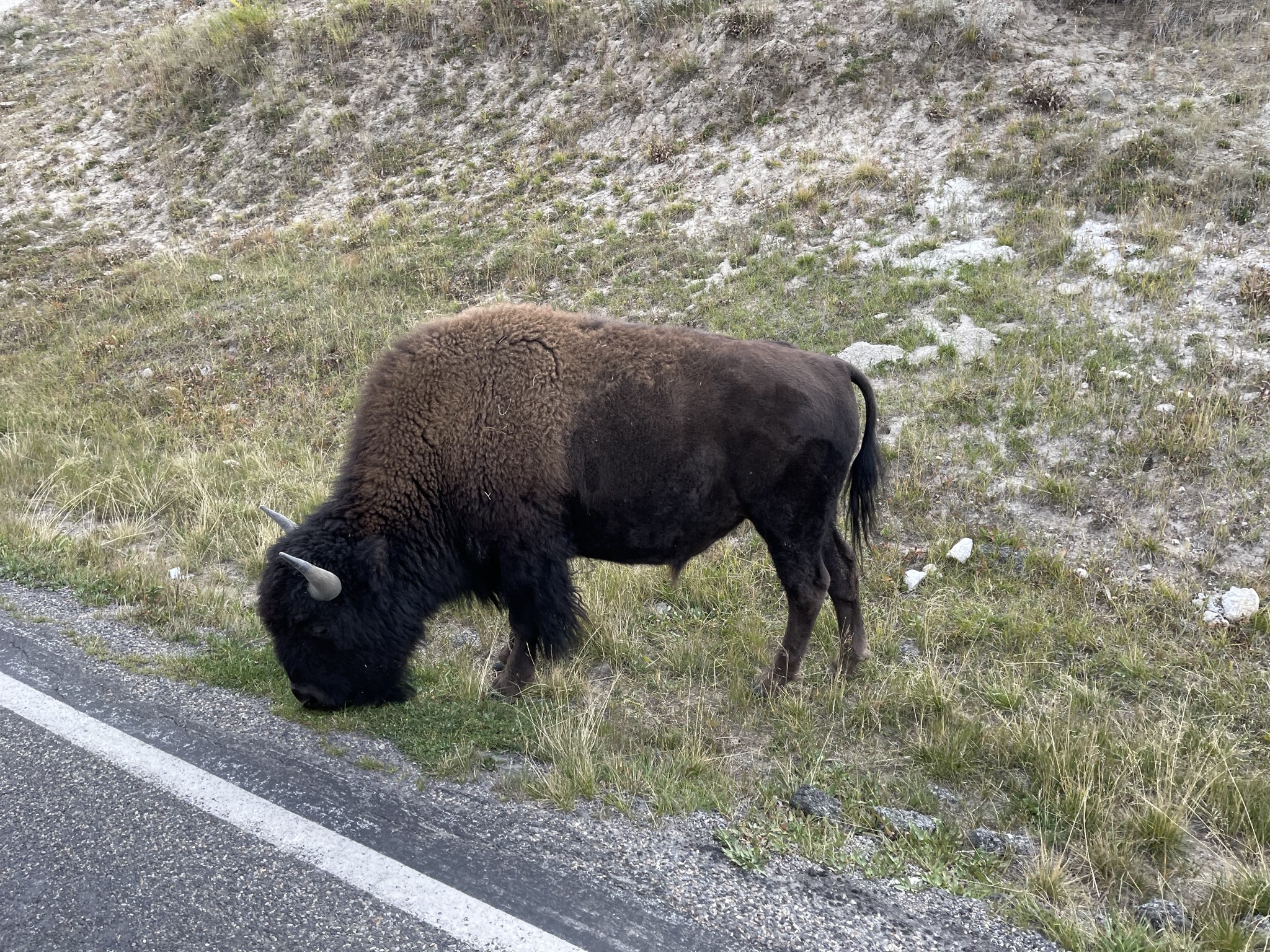 Bison