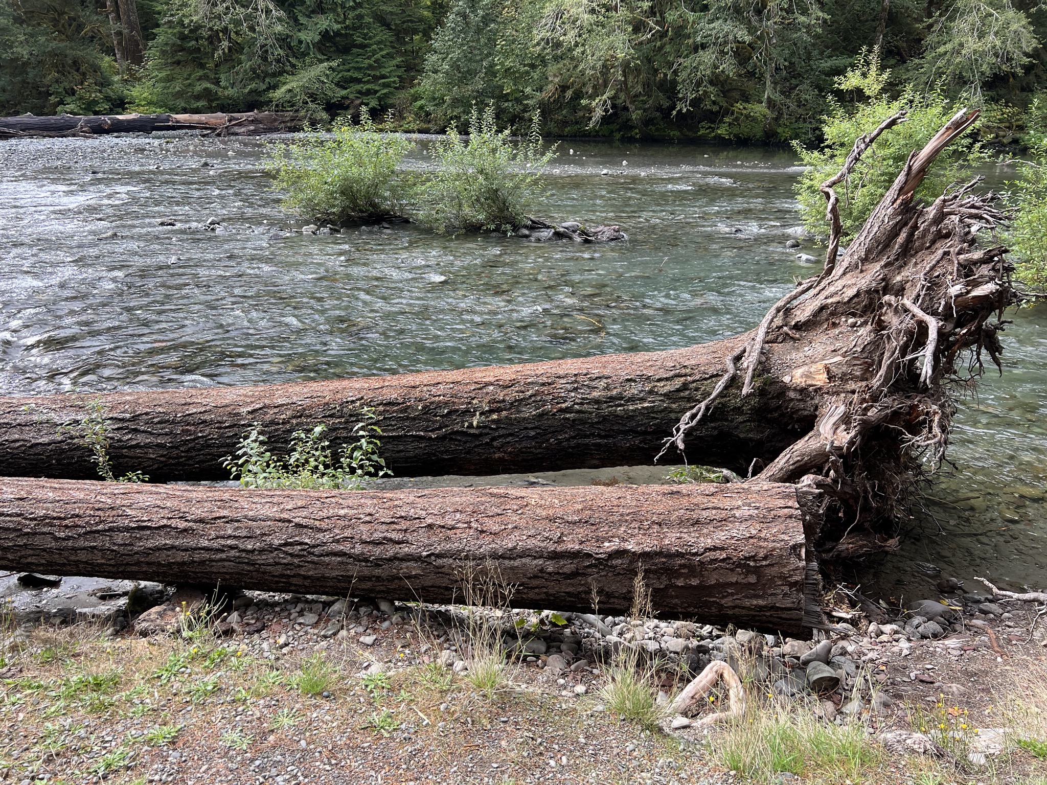 North Fork Skokomish River at Staircase