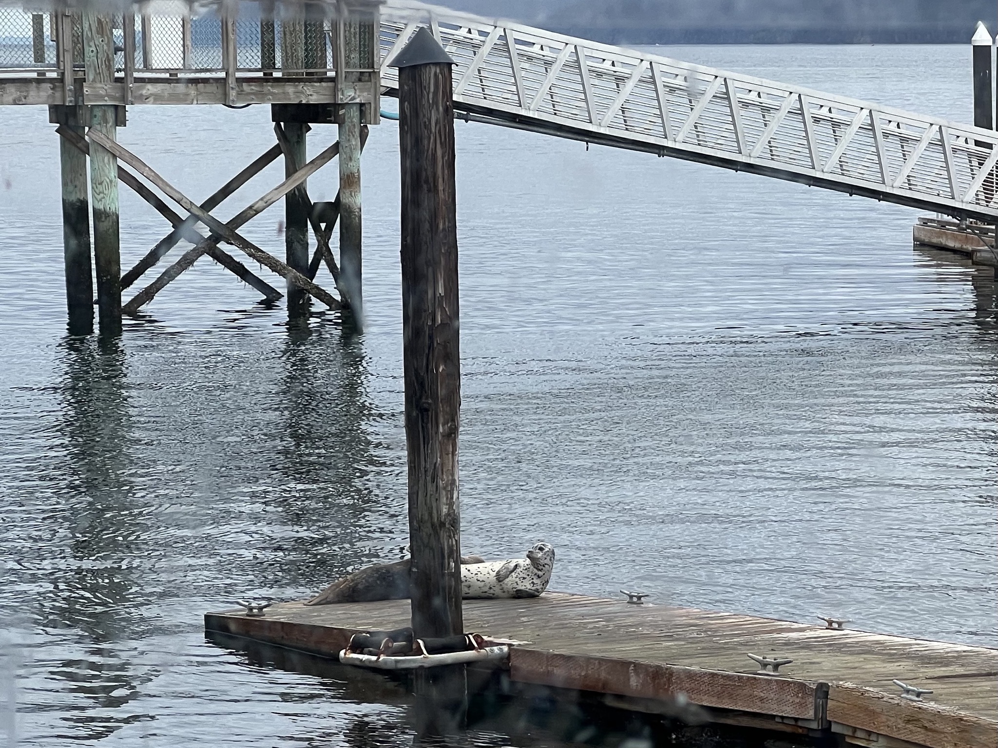 Seals on a dock