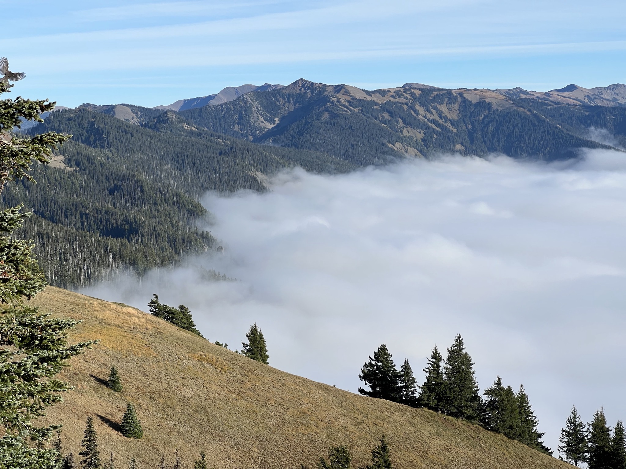 Above the clouds at Hurricane Ridge