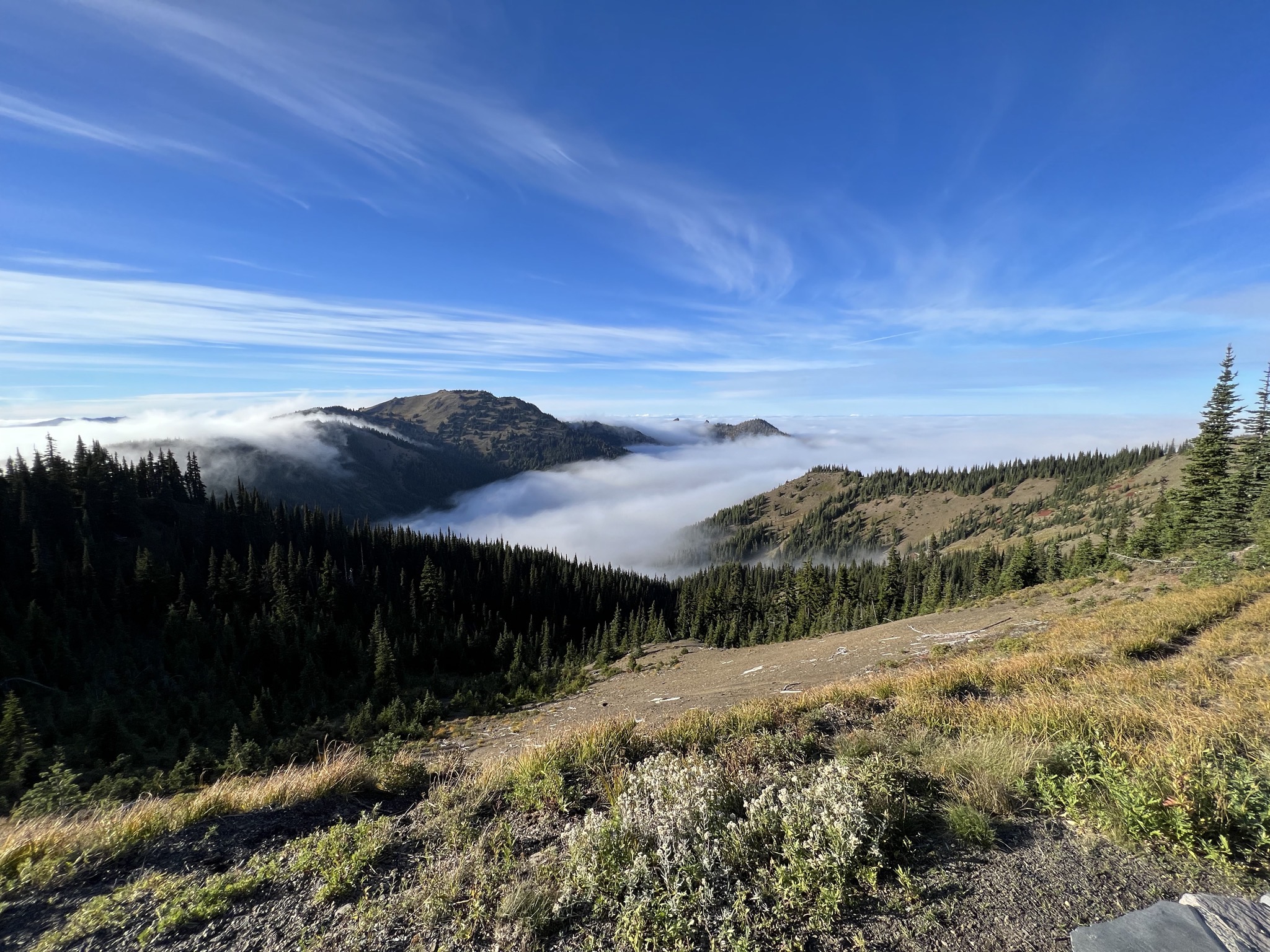 Above the clouds at Hurricane Ridge
