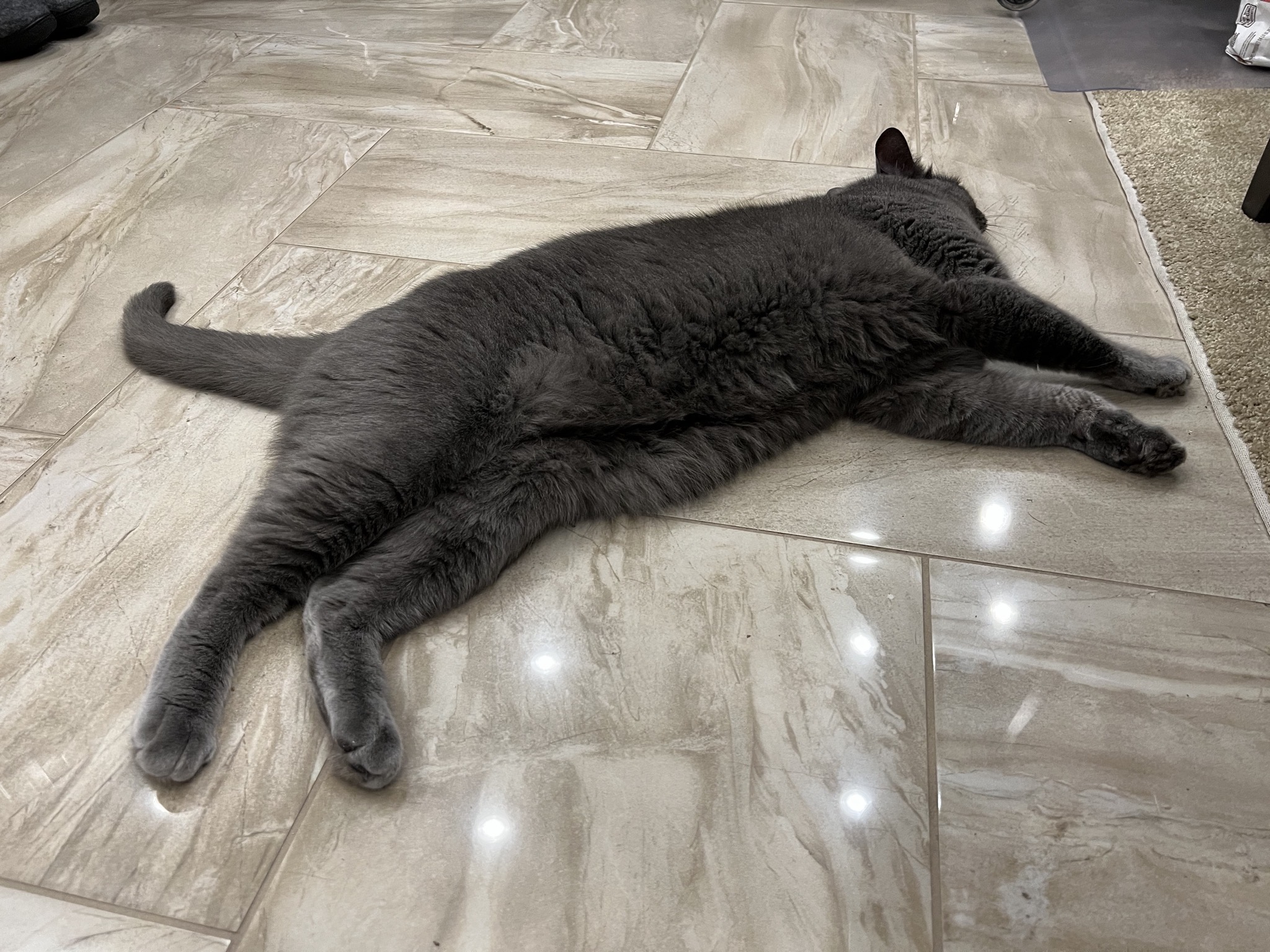 Paladin enjoying the heated tile floor