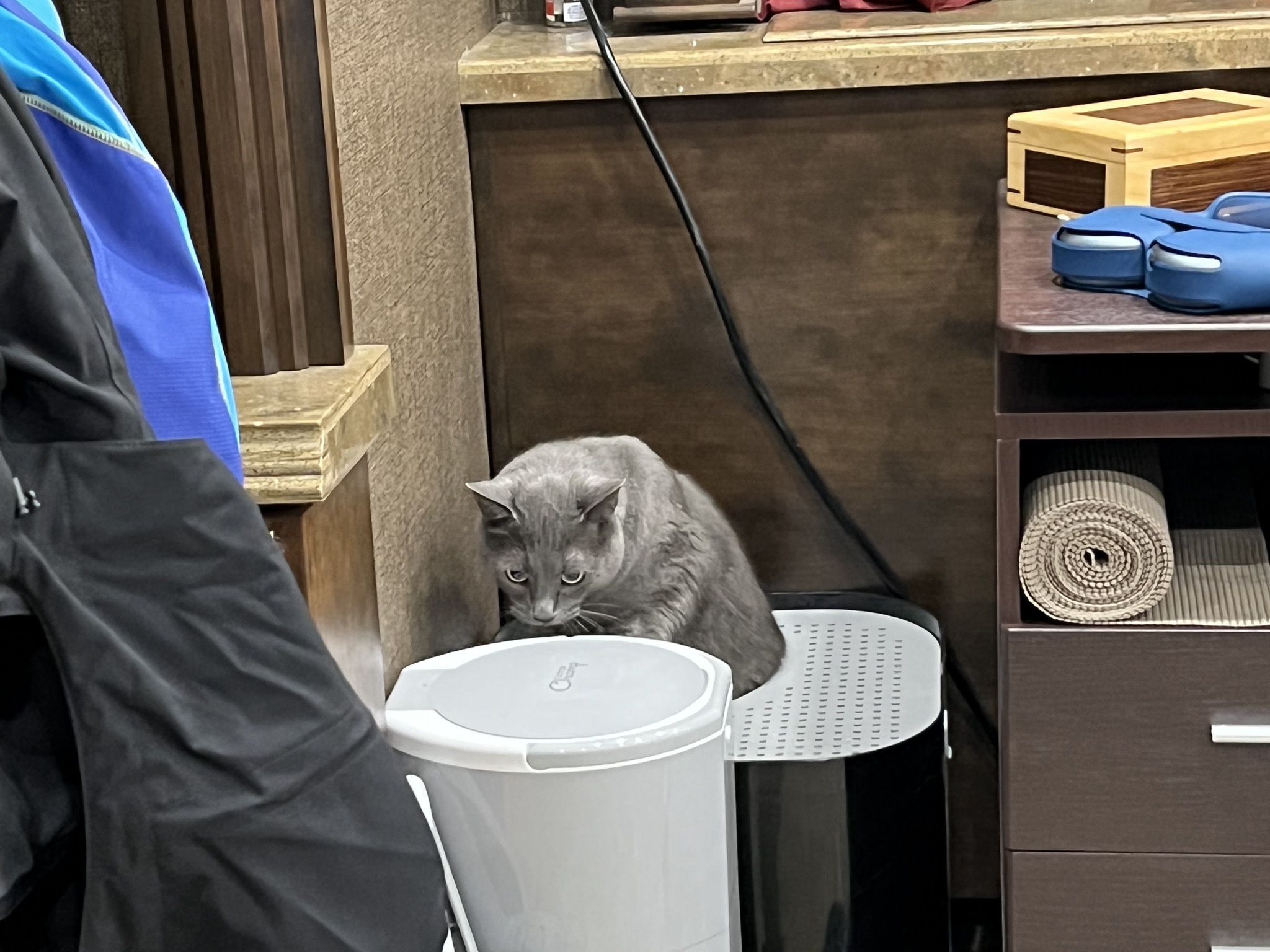 Paladin using the new litter box