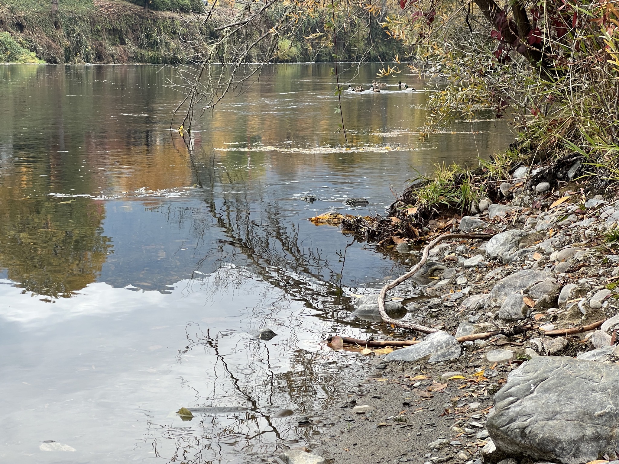 Rogue River and ducks
