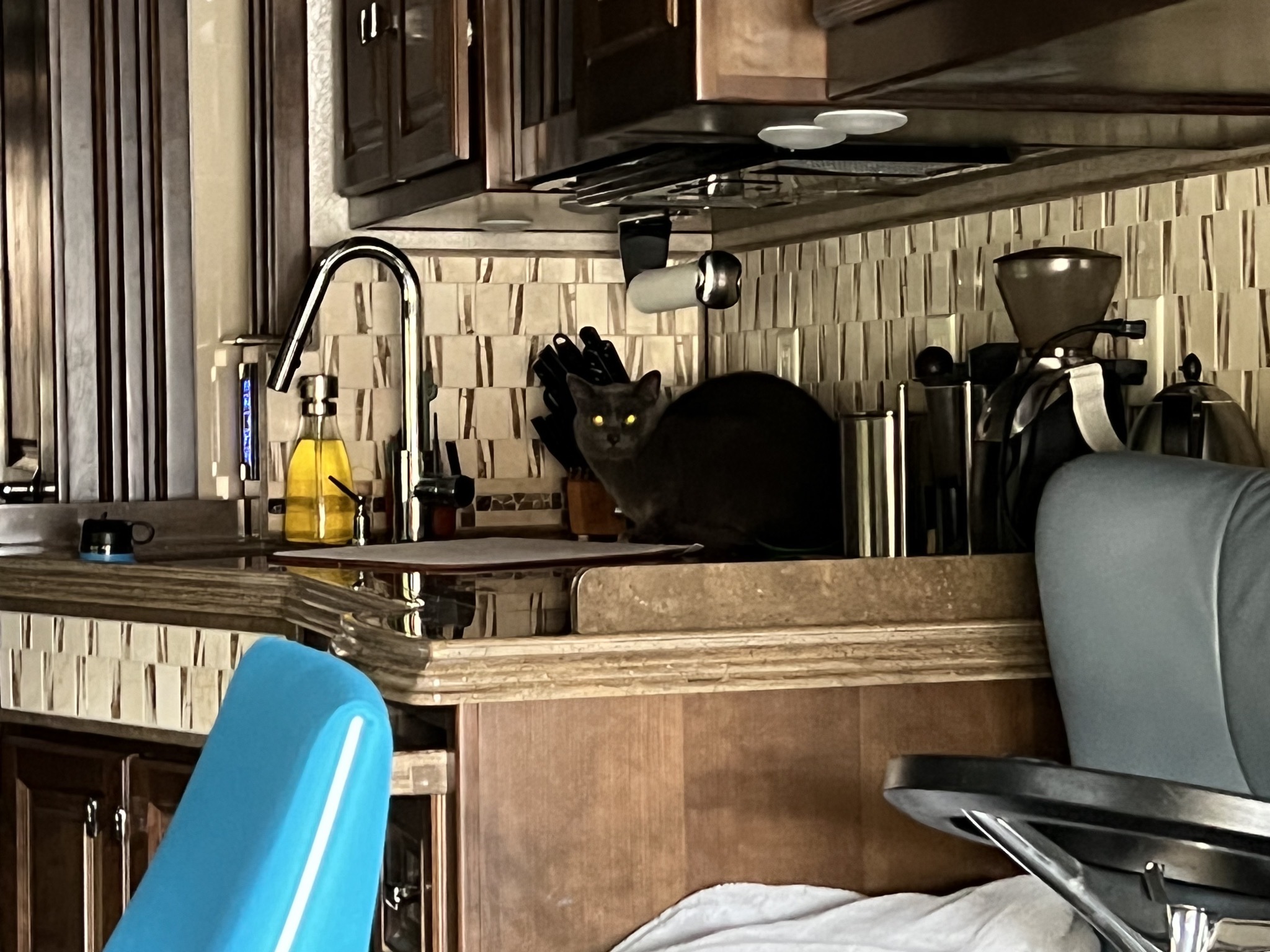 Paladin on kitchen counter