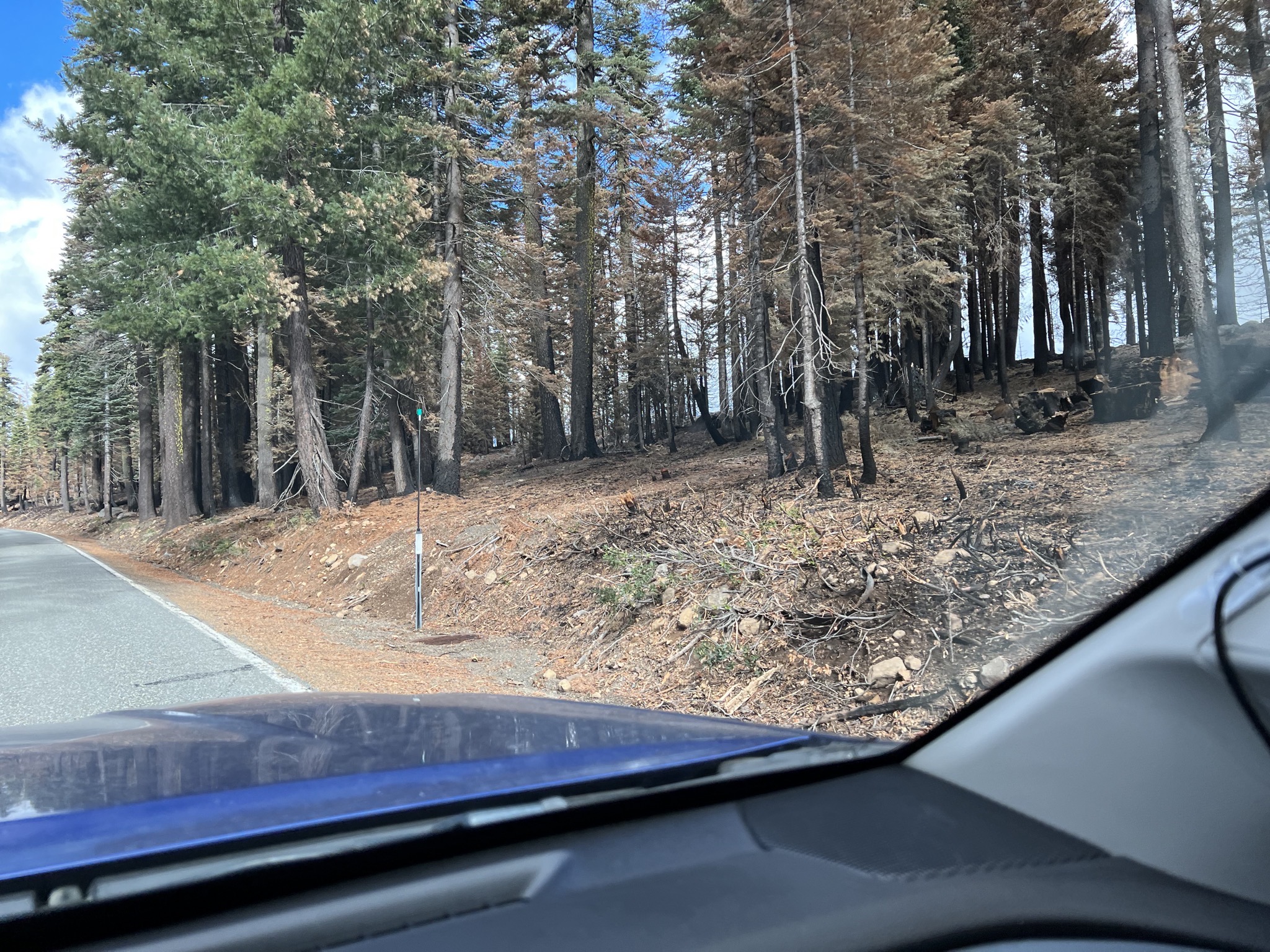 Burnt trees