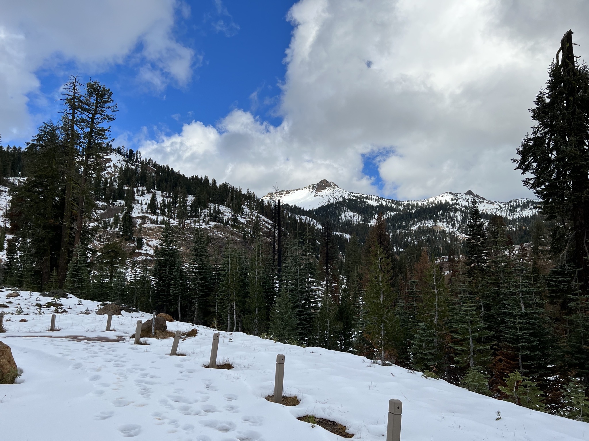 Snowy