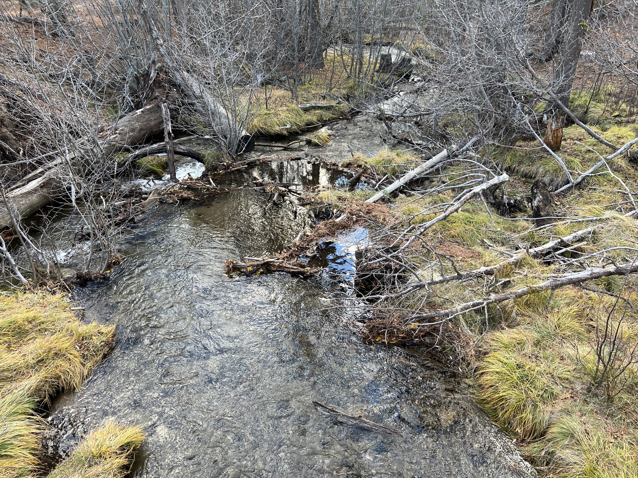 Stream