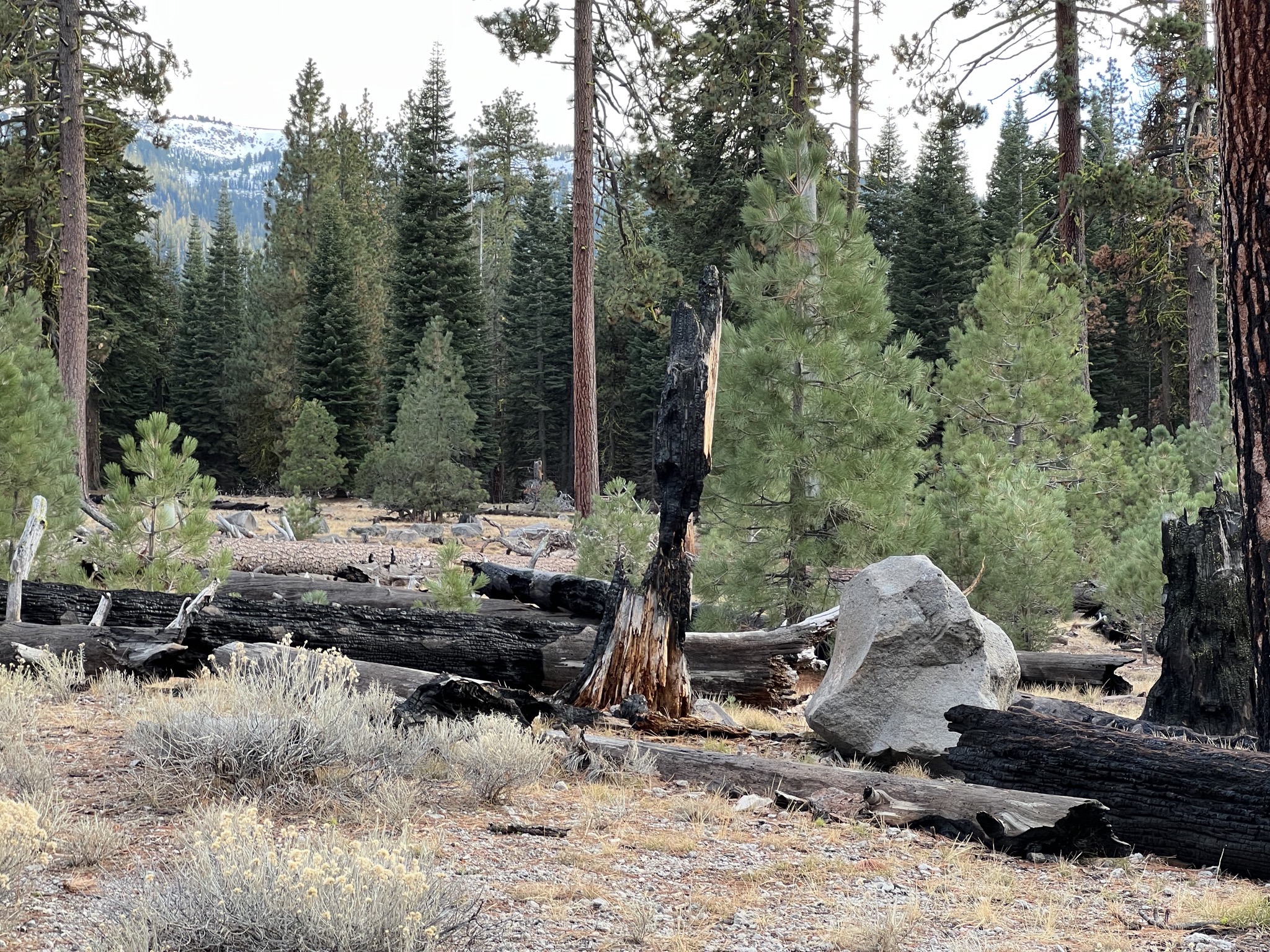 Burnt trees