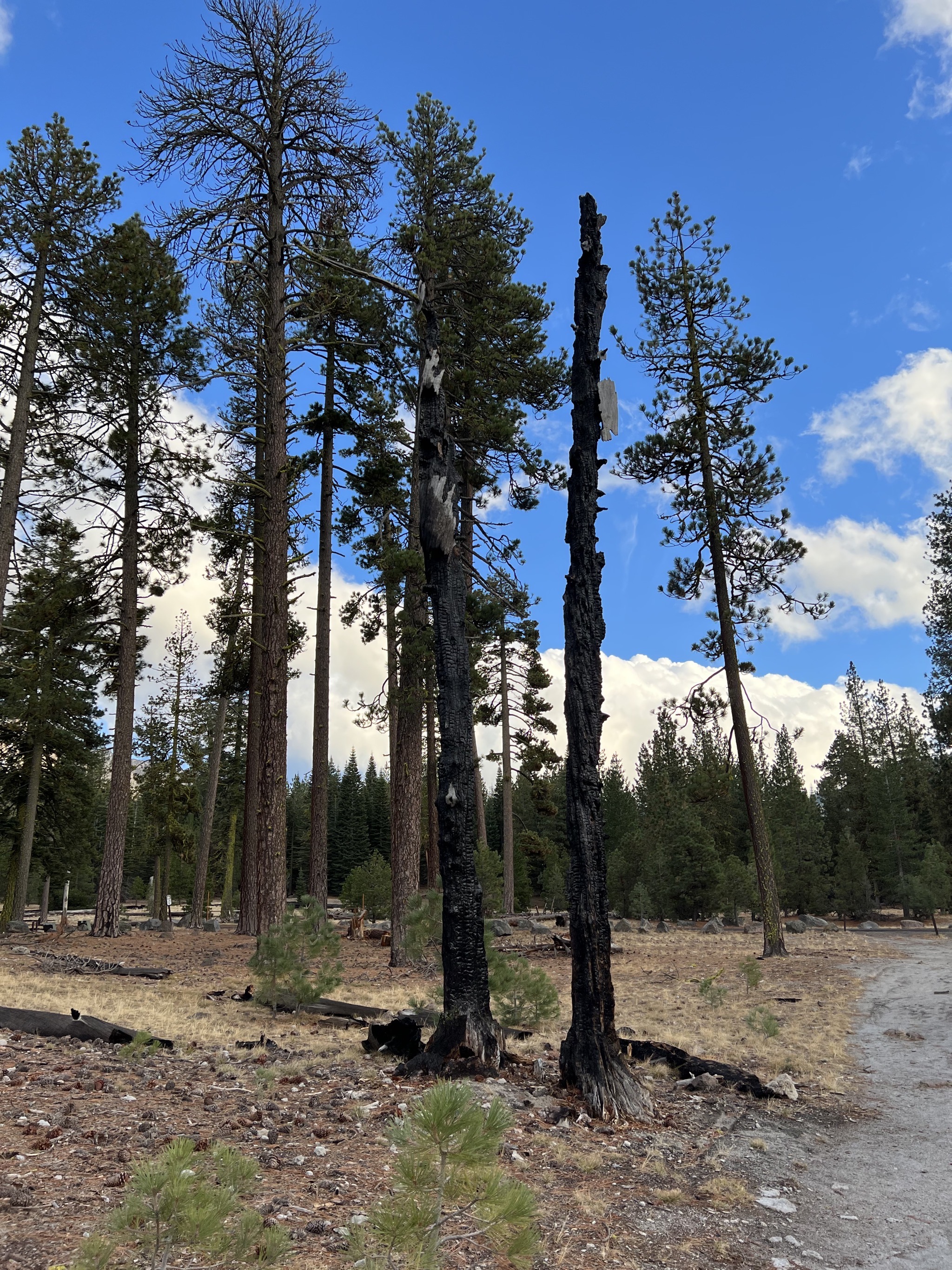 Burnt trees