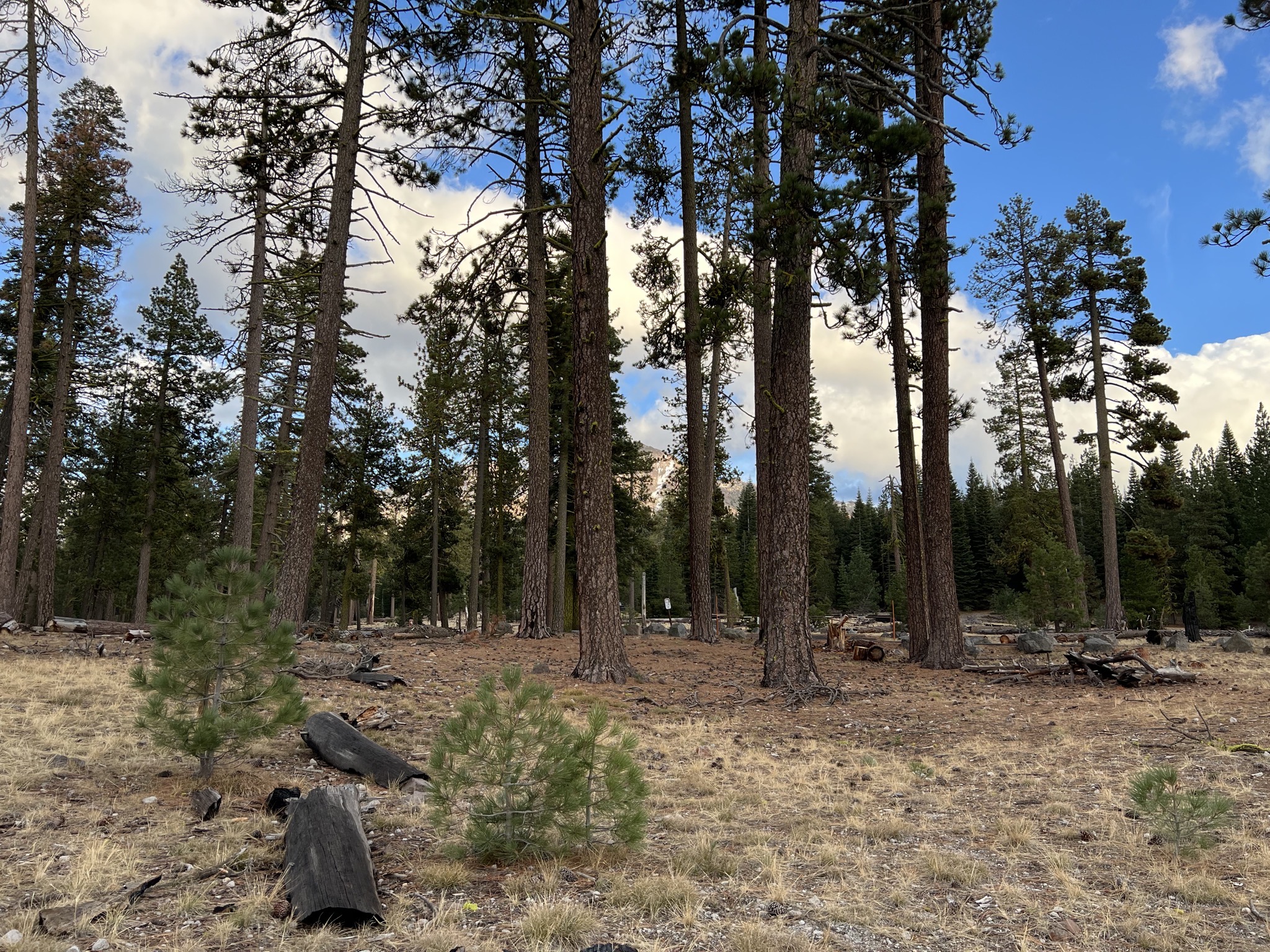 Trees