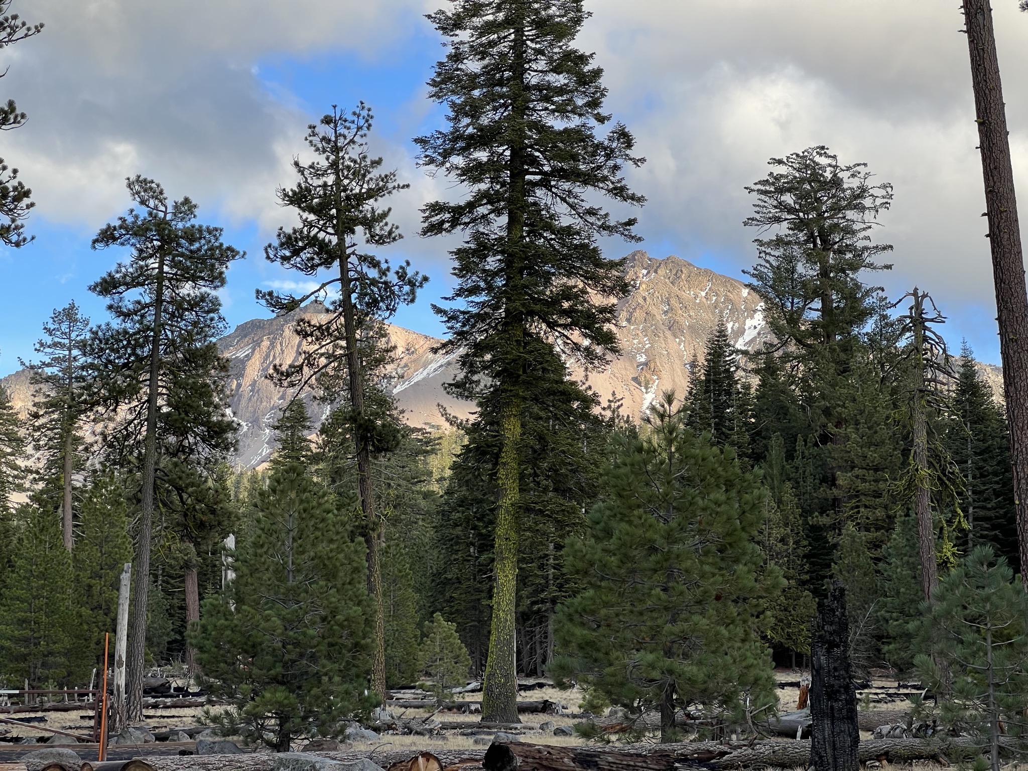 Trees and mountain