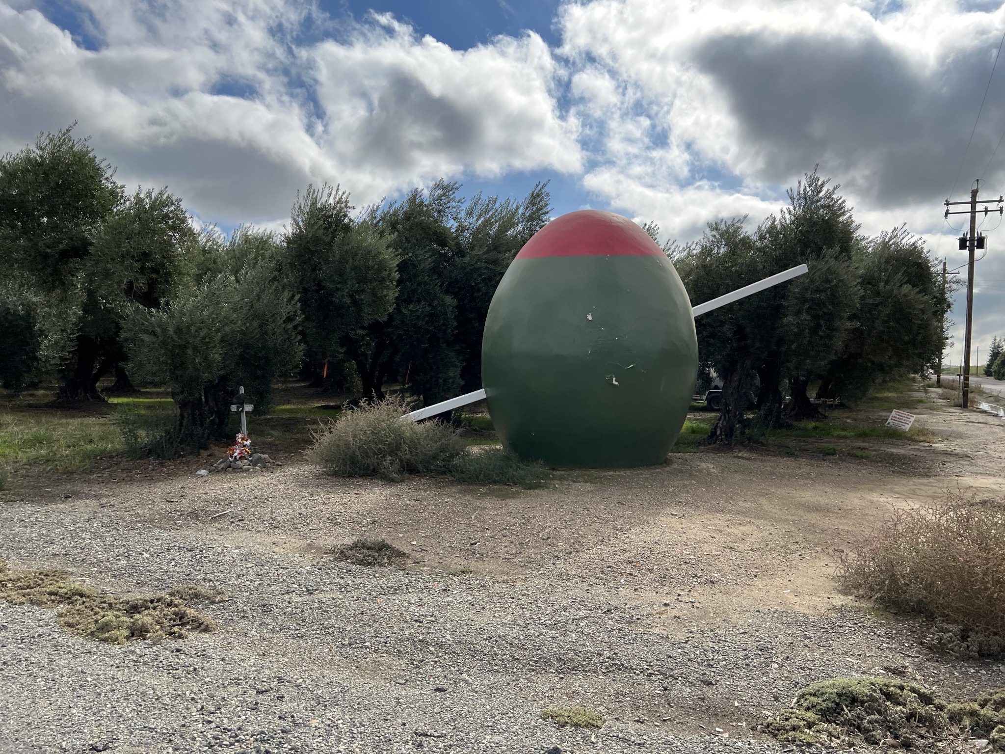 Large olive