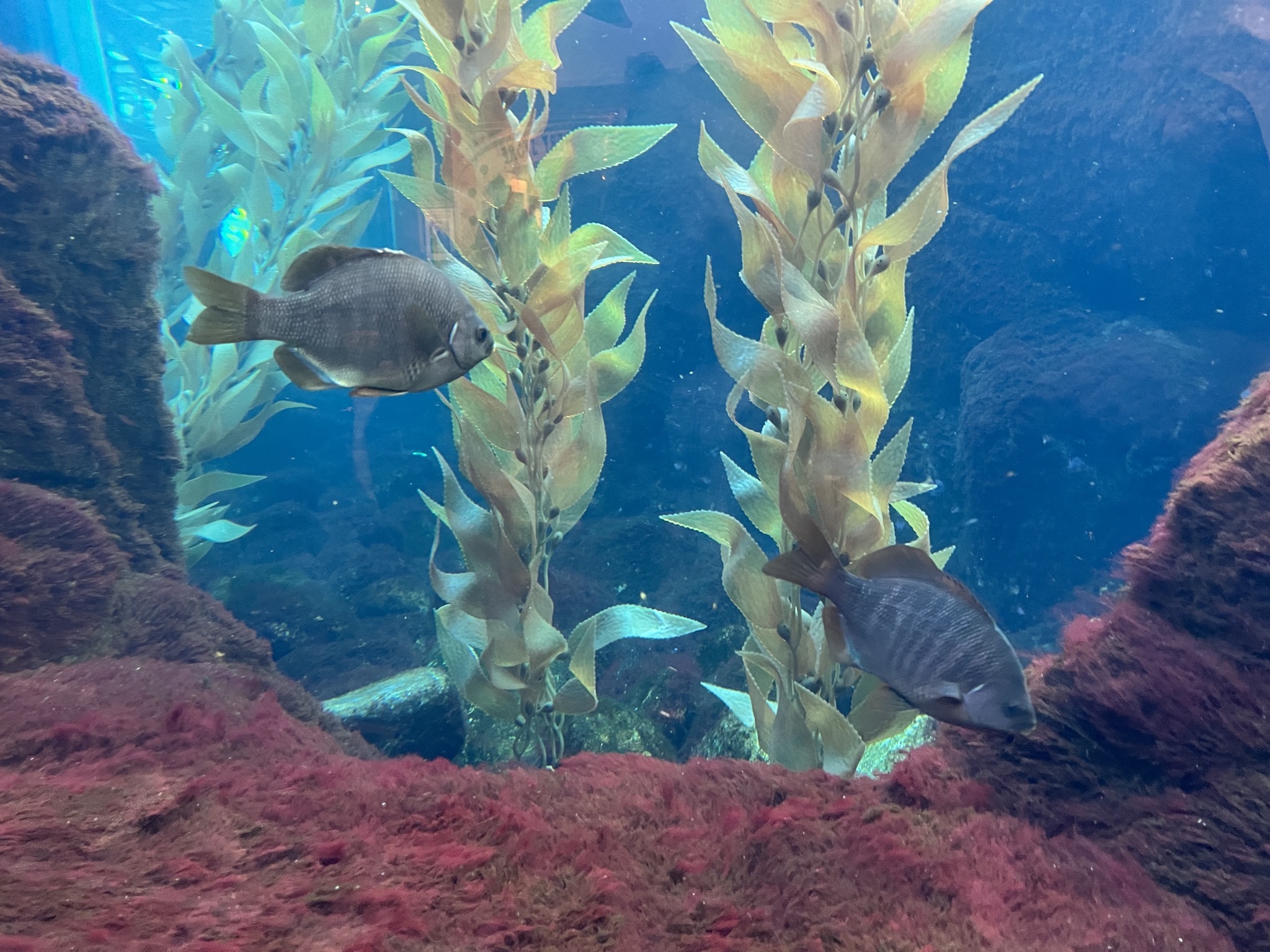 Fish