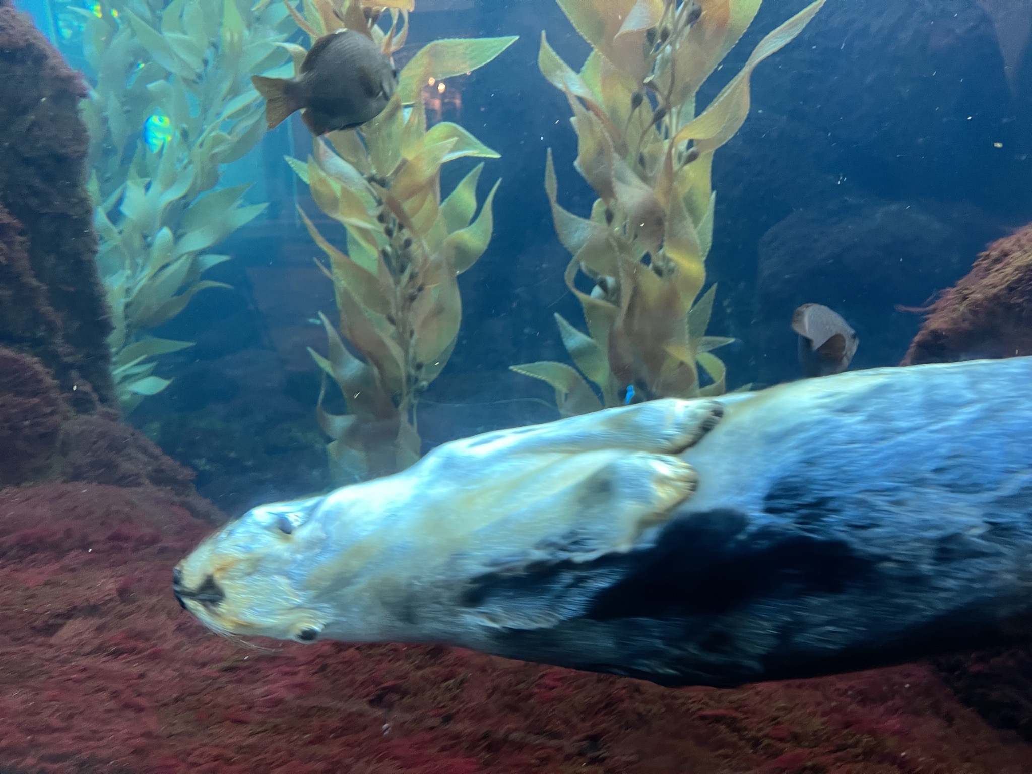 Sea otter