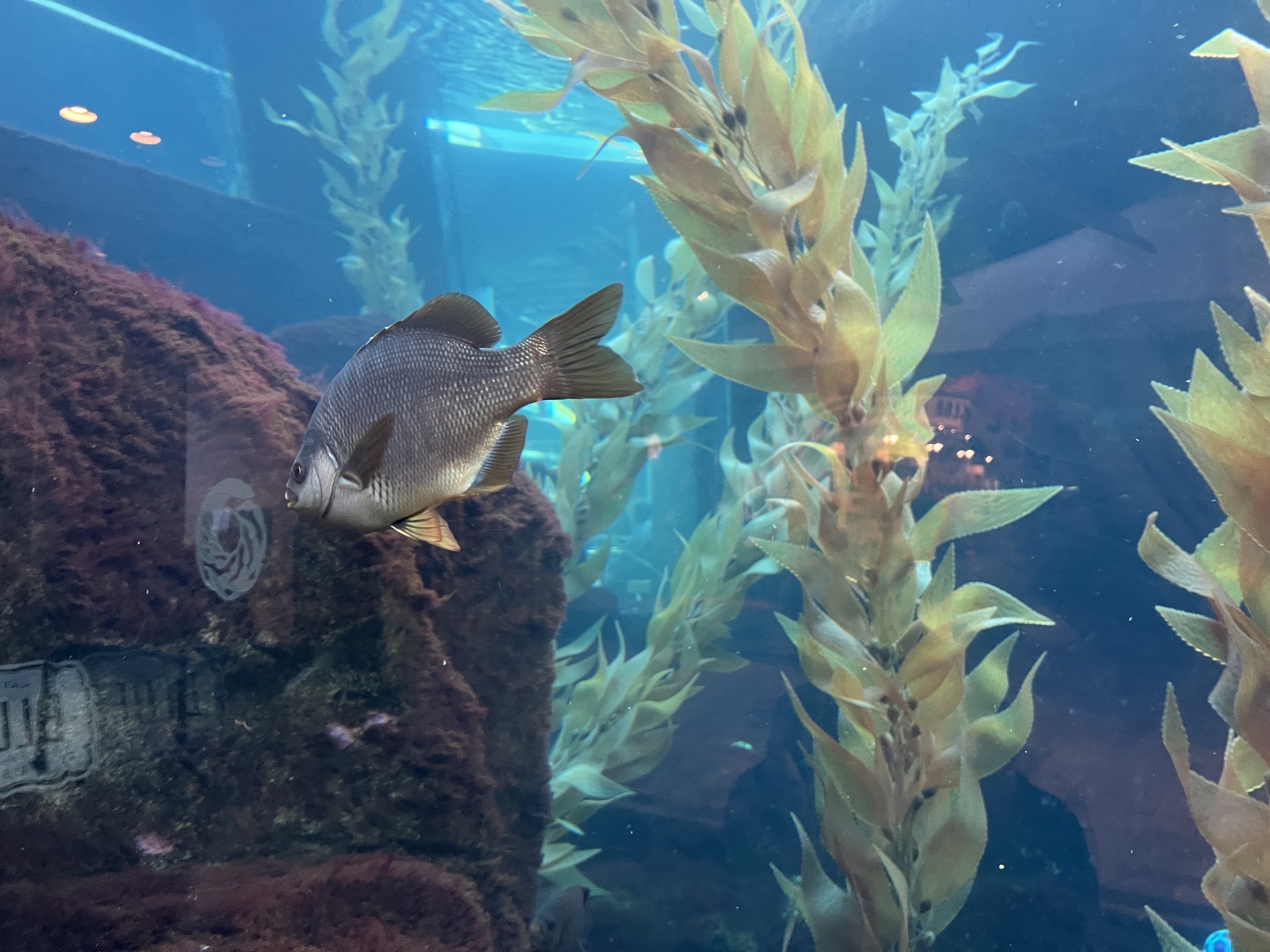 Fish