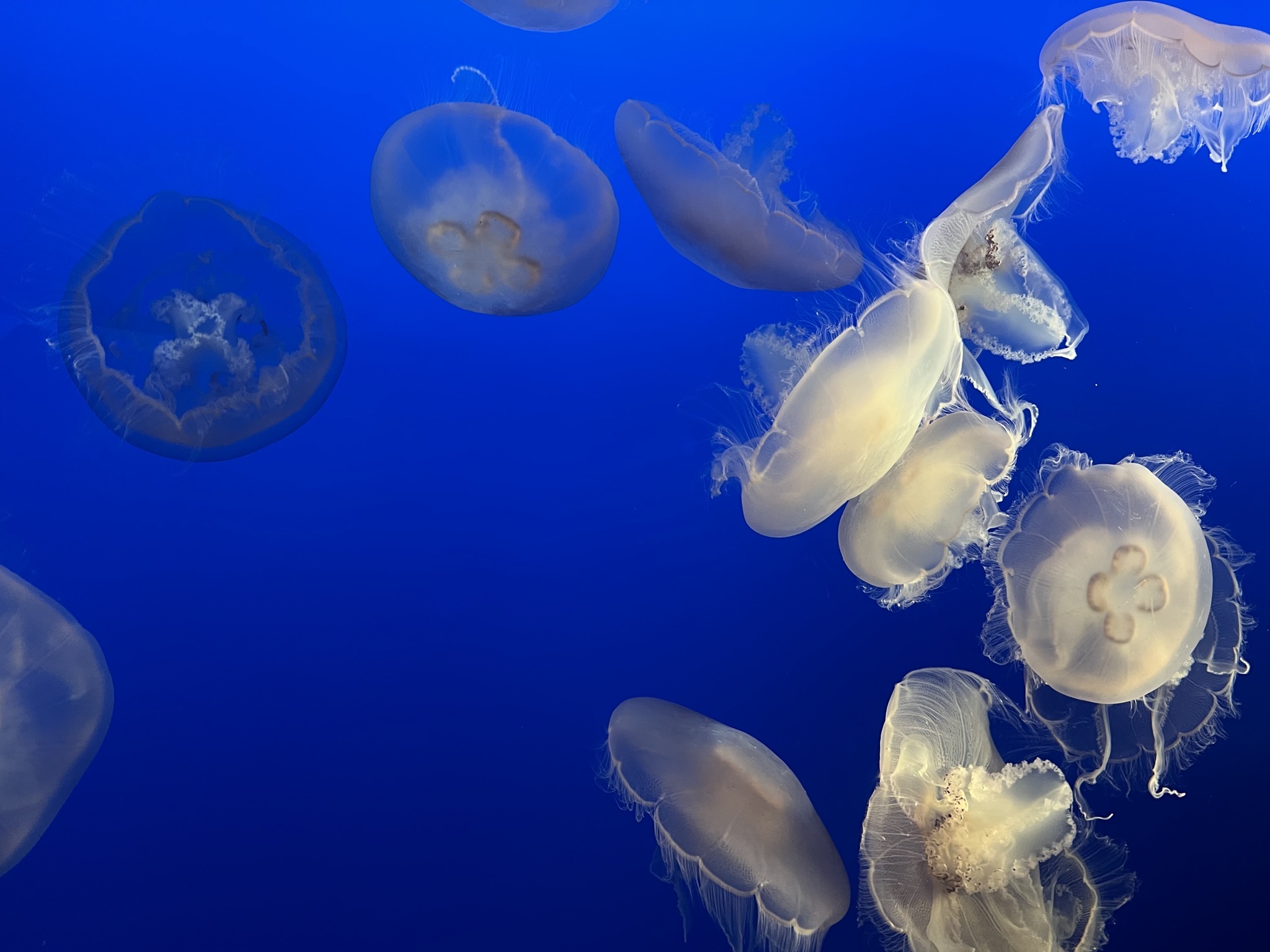Jellyfish