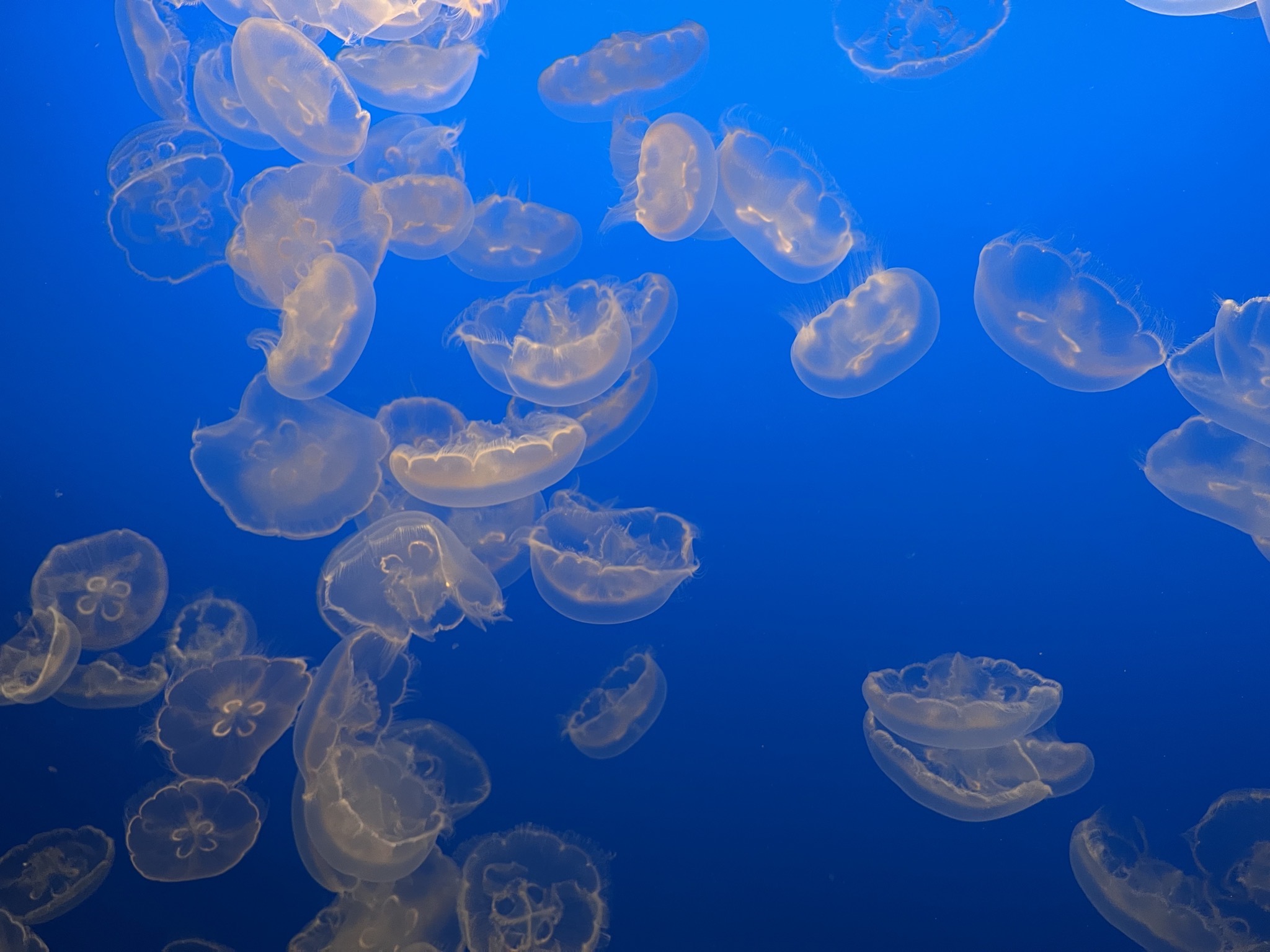 Jellyfish