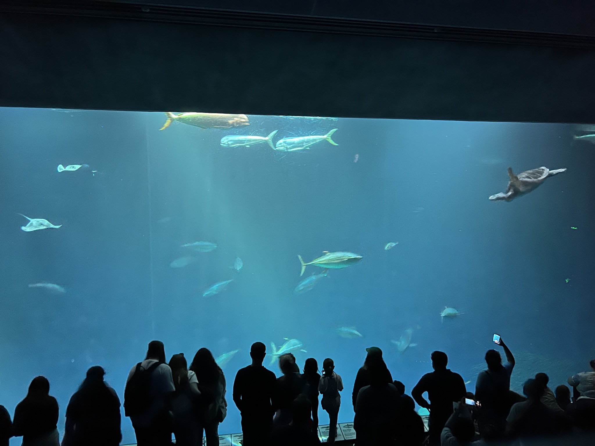 Open sea exhibit
