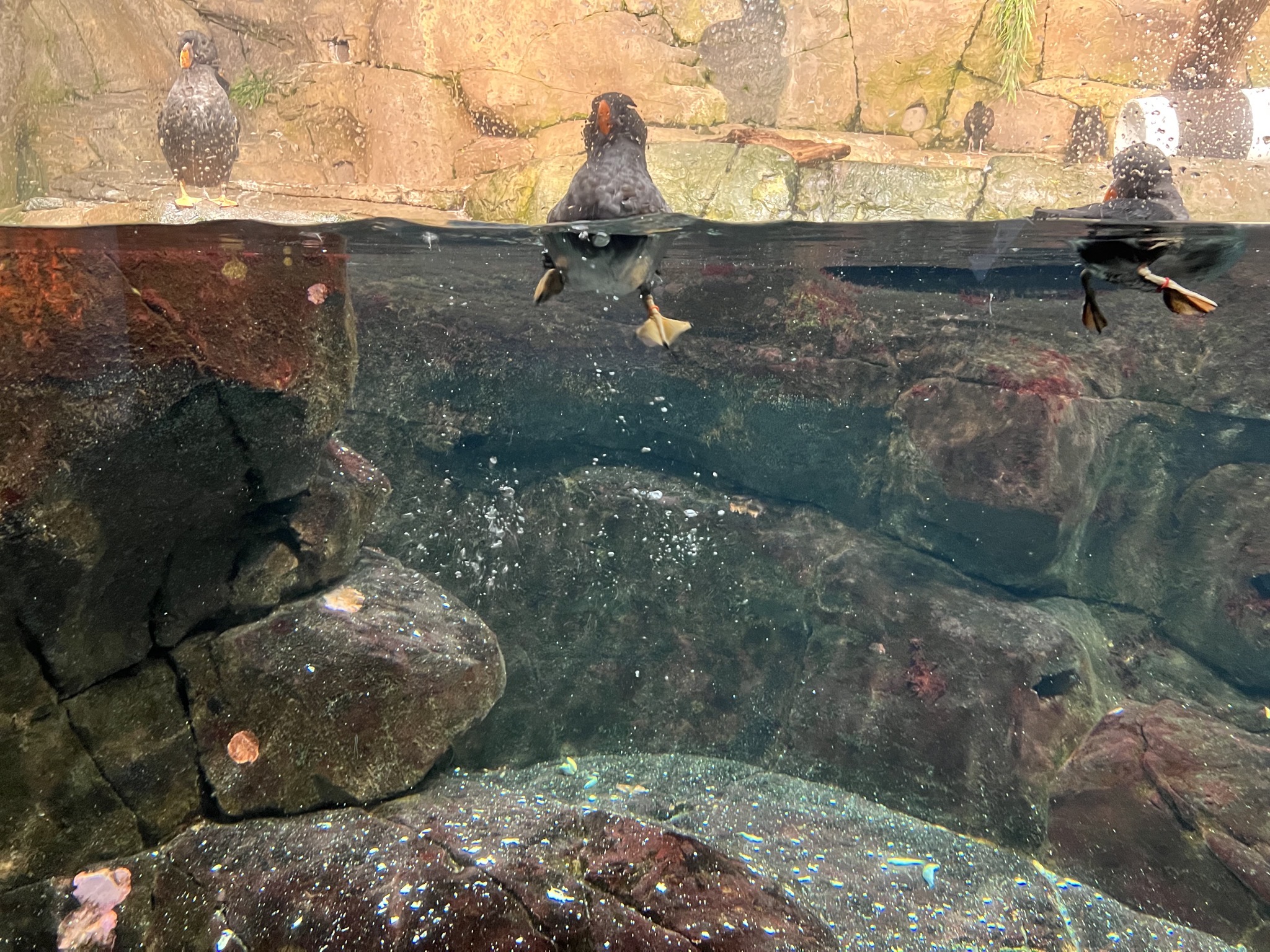 Sea birds
