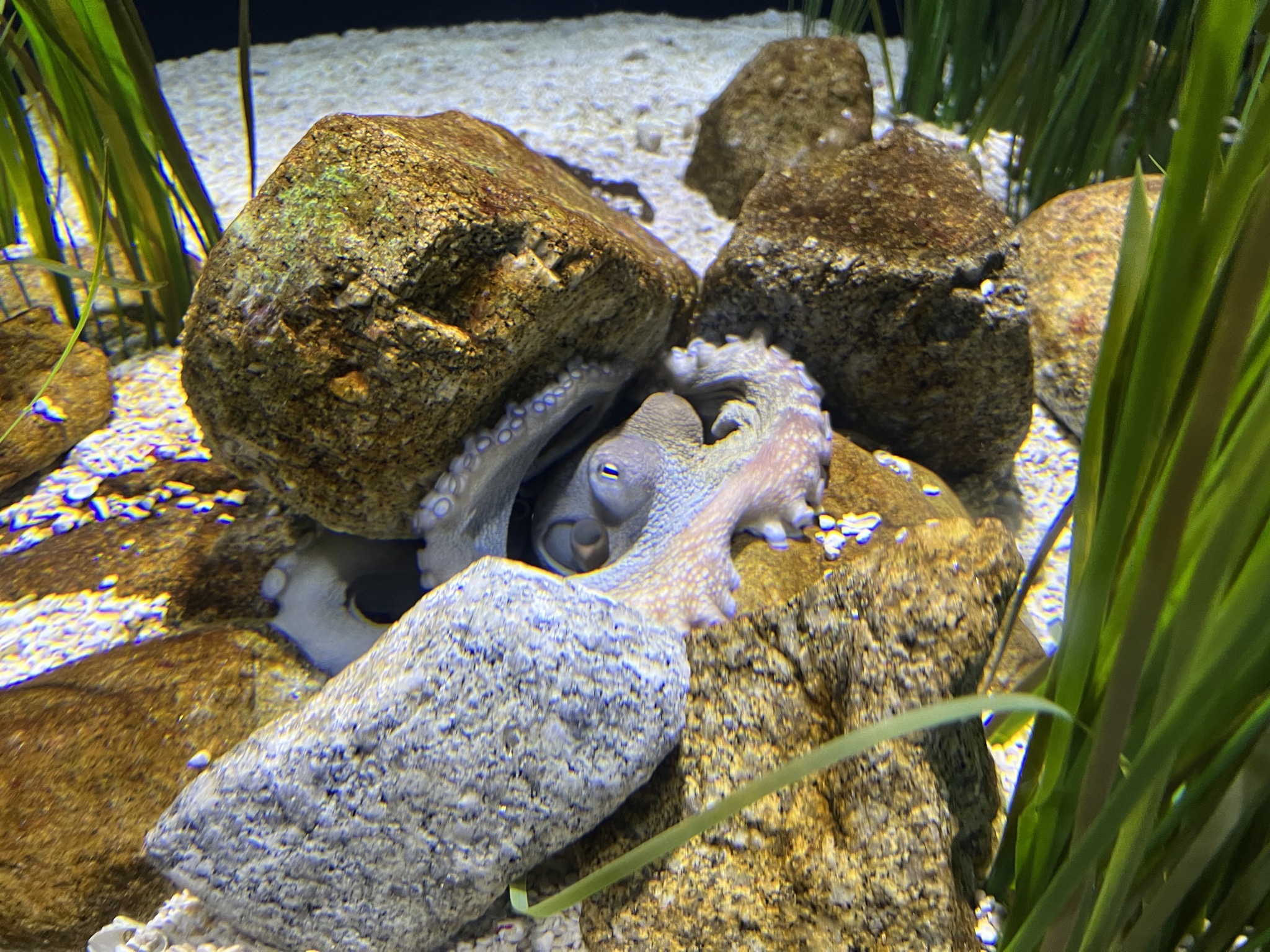 Octopus