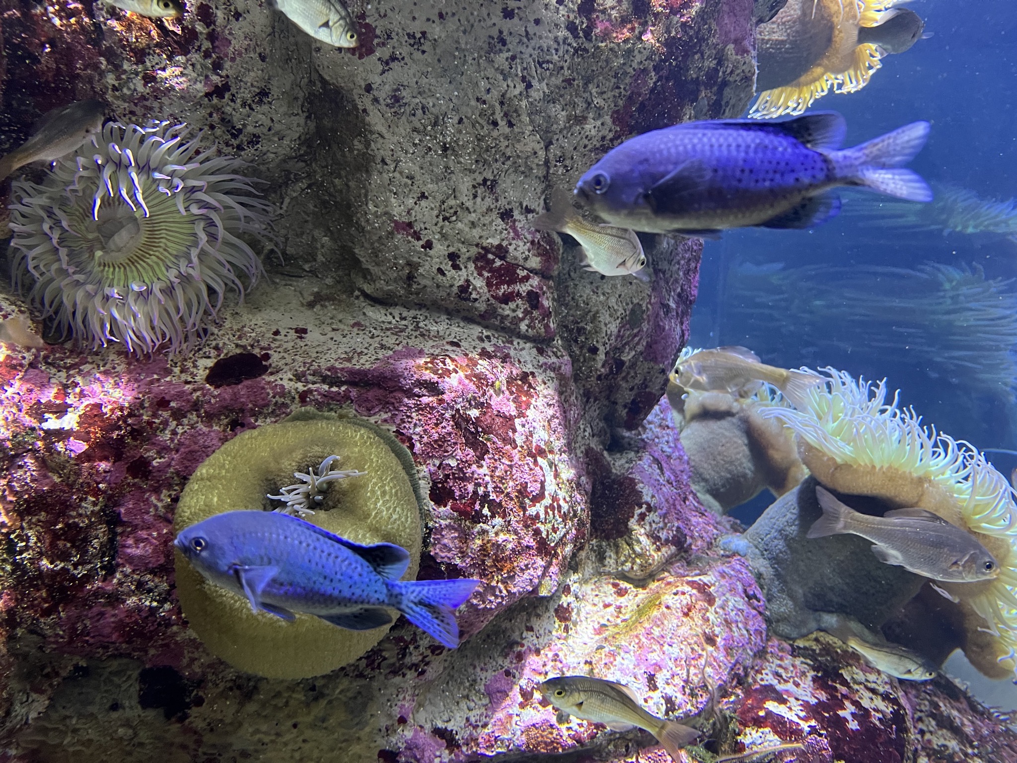 Fish