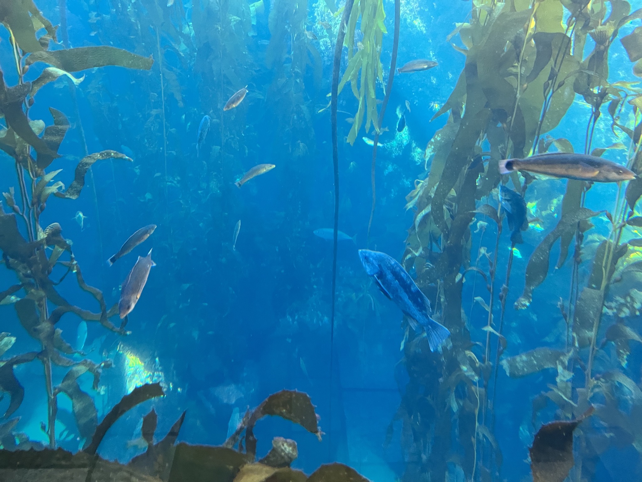 Fish