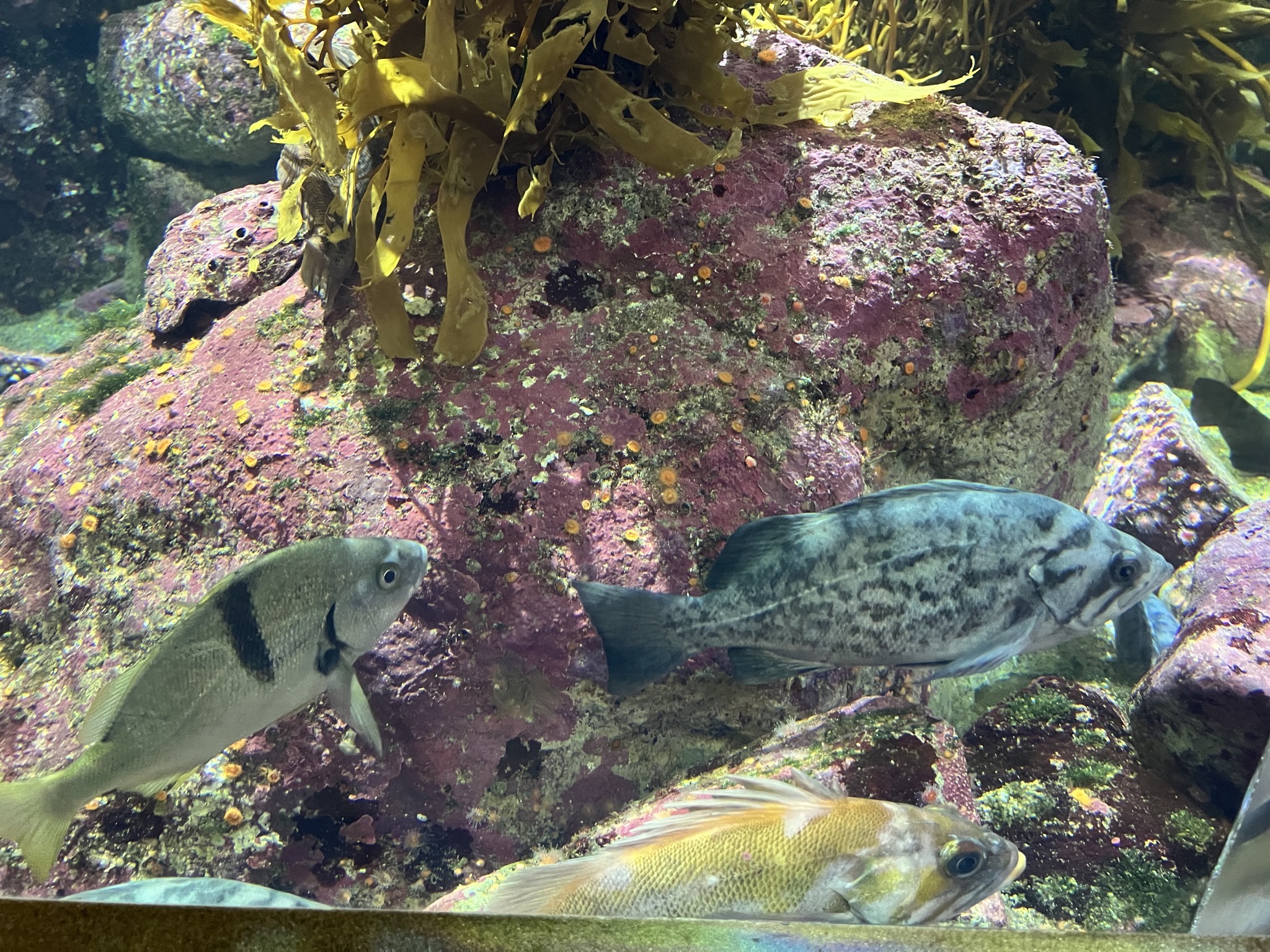 Fish