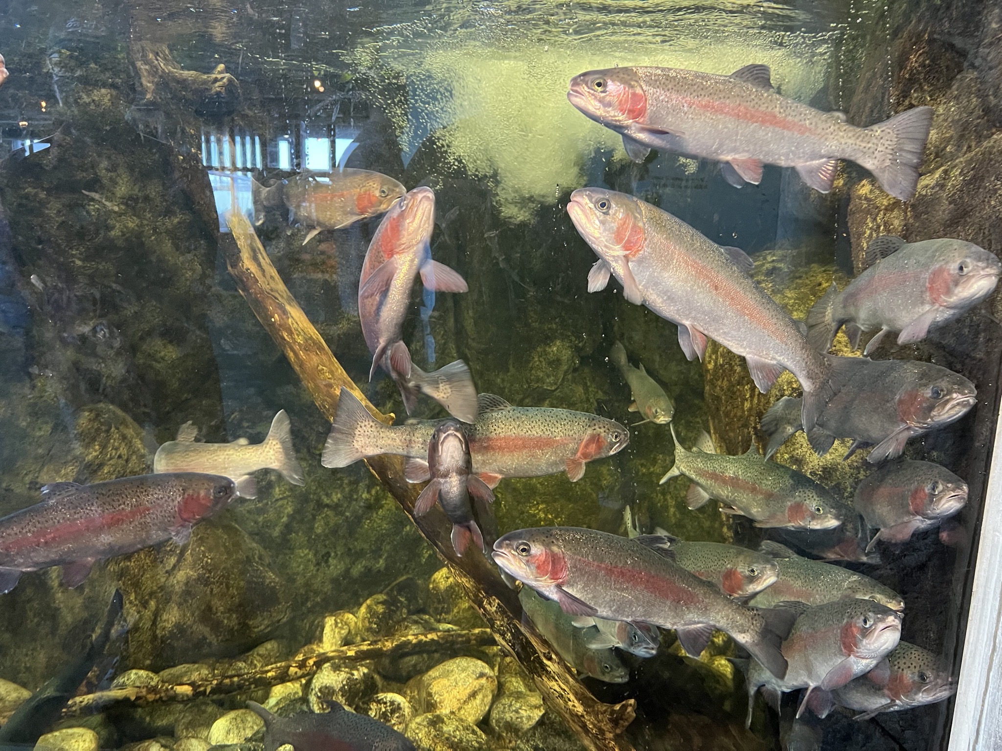 Fish