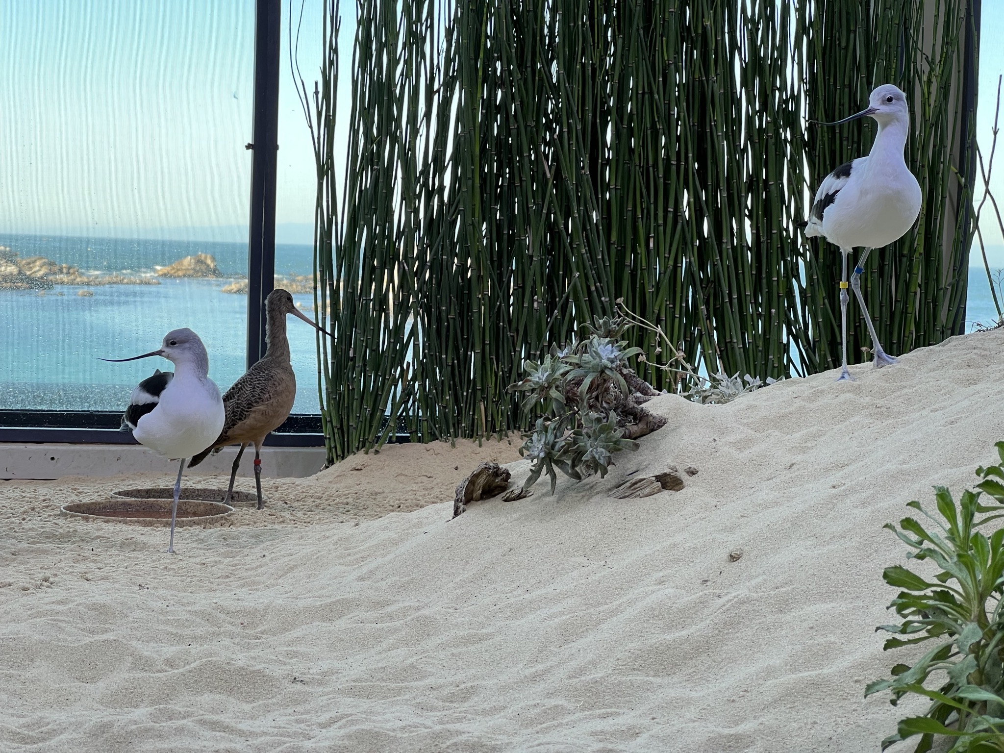 Sea birds