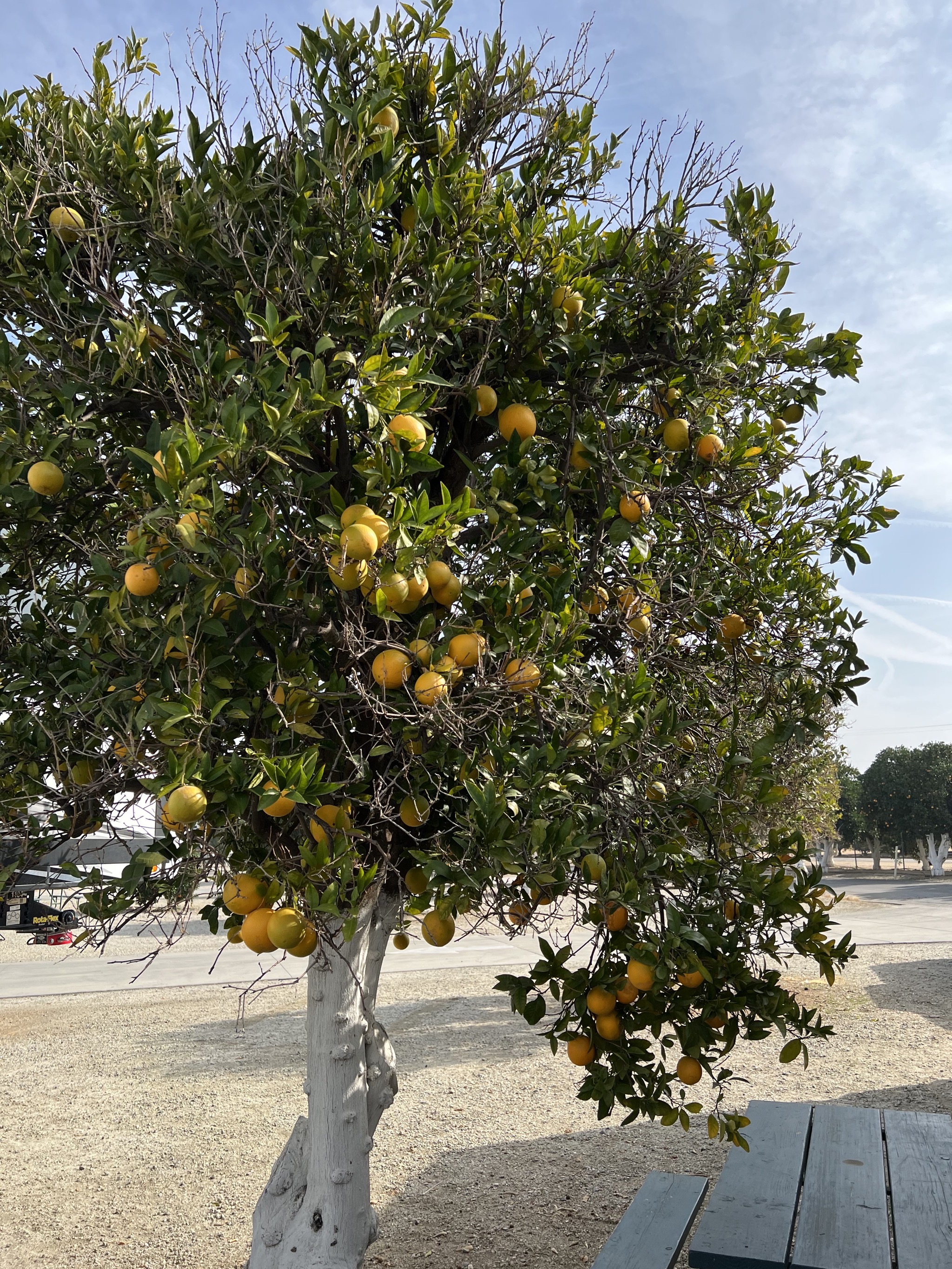 Orange tree