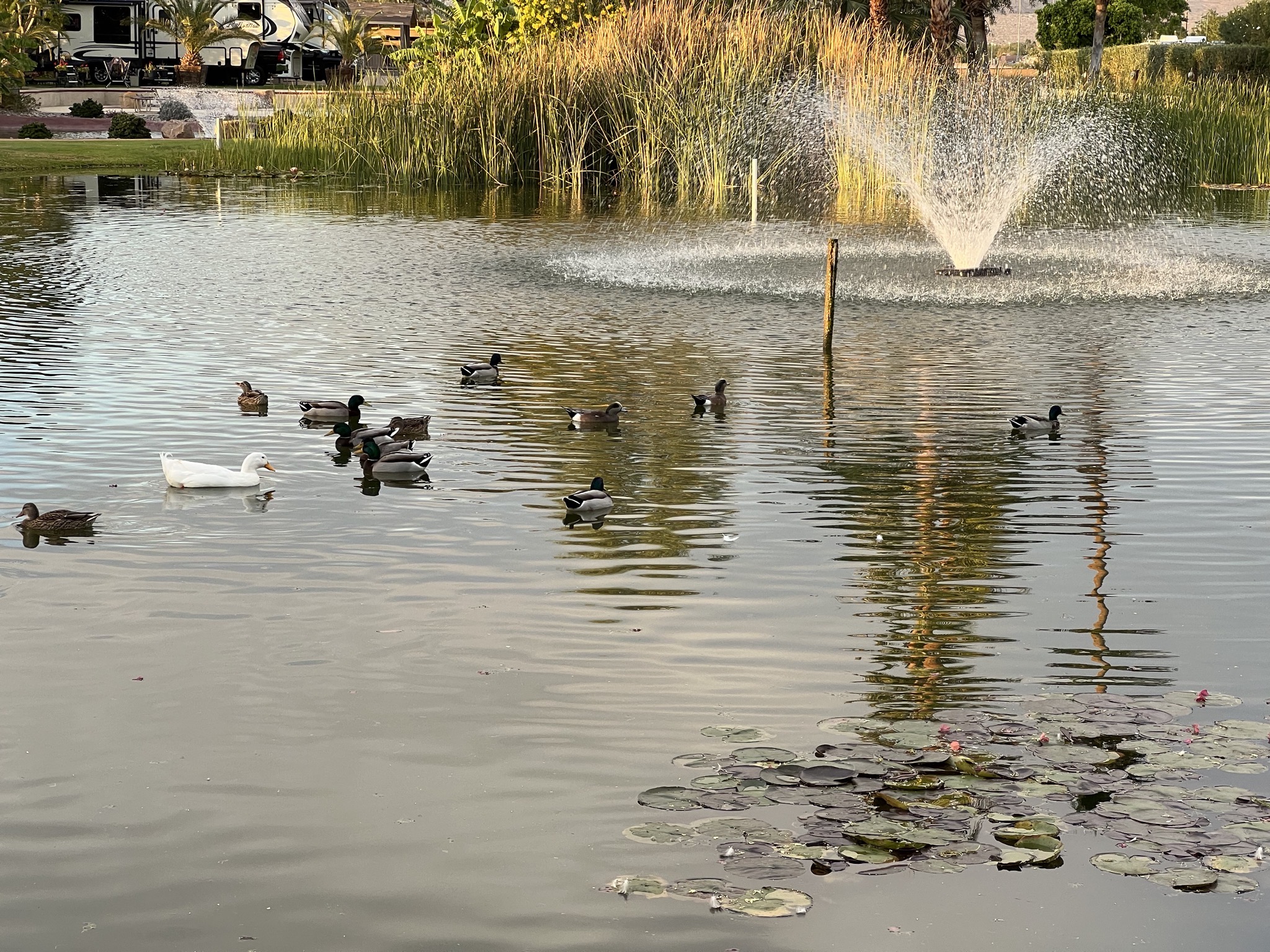 Ducks in a pond