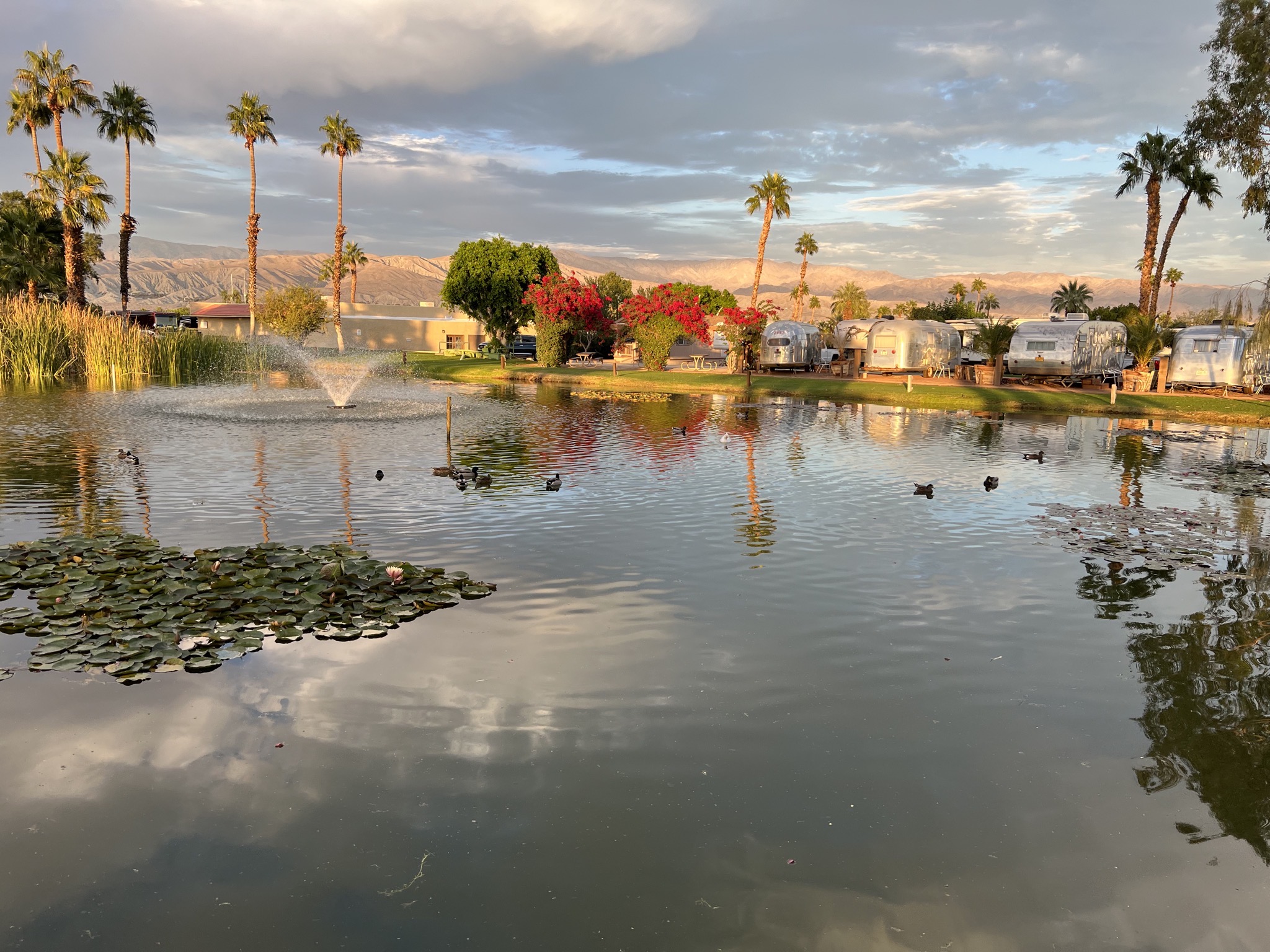 Ducks in a pond