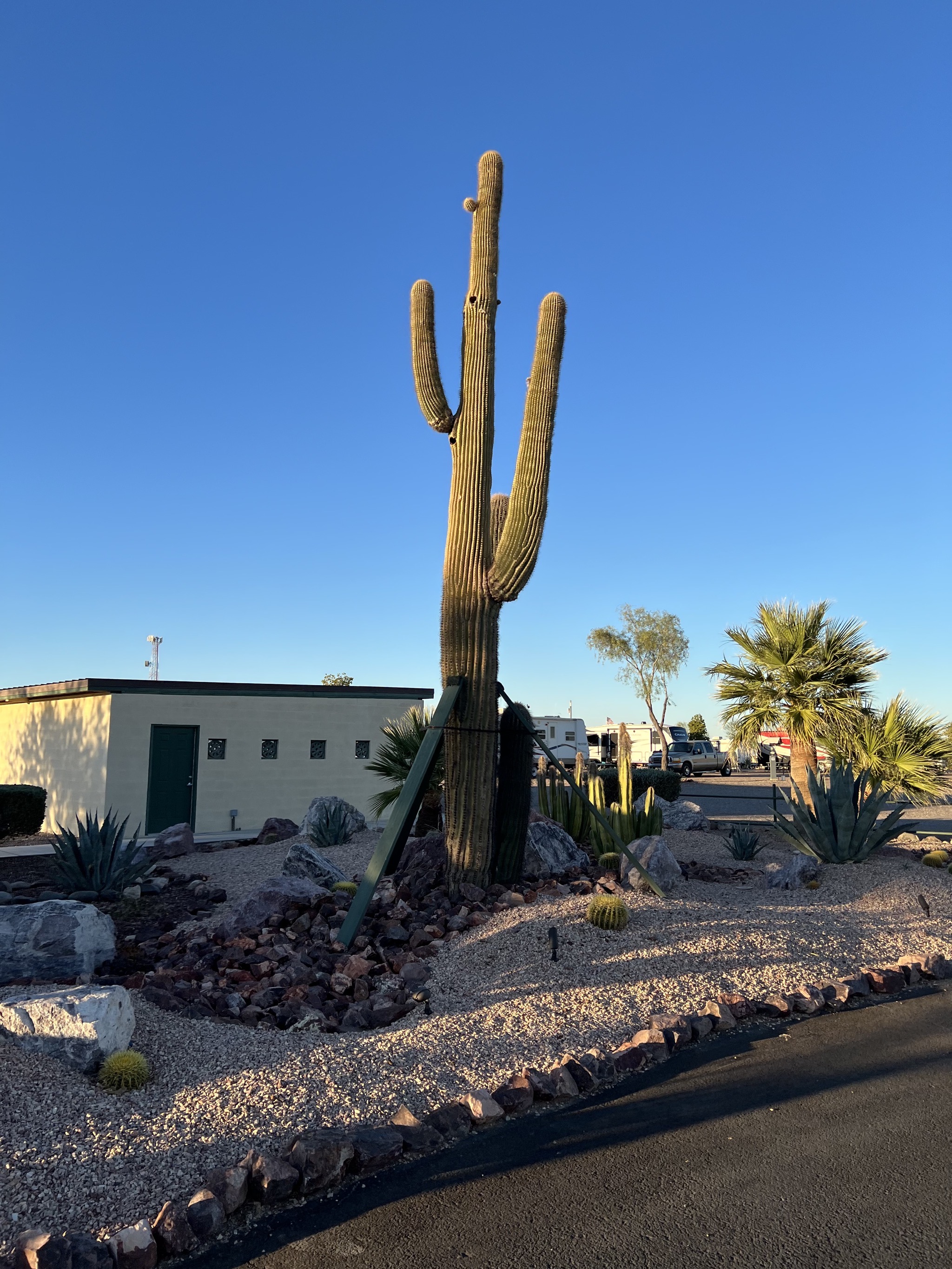 Cactus