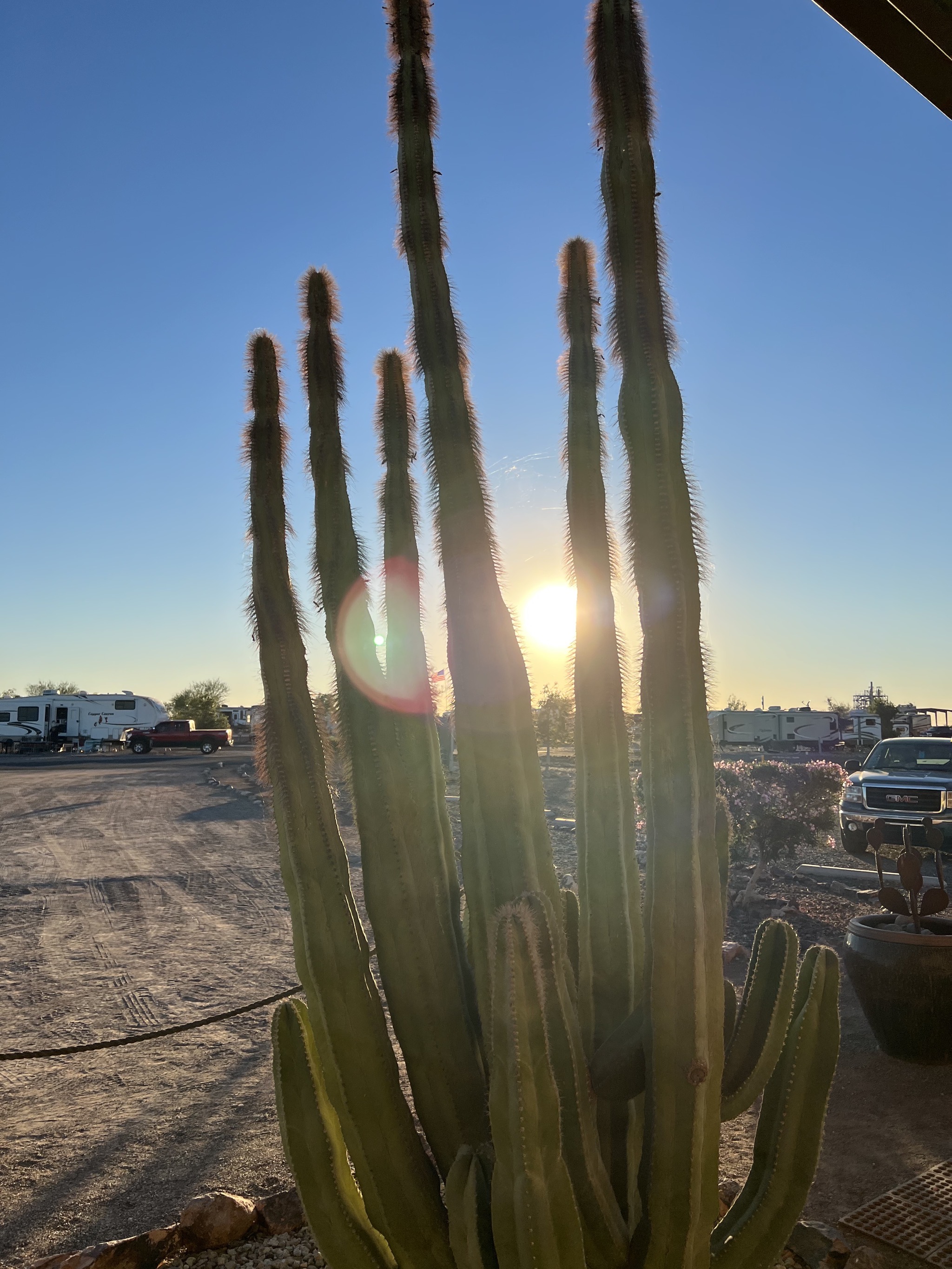 Cactus