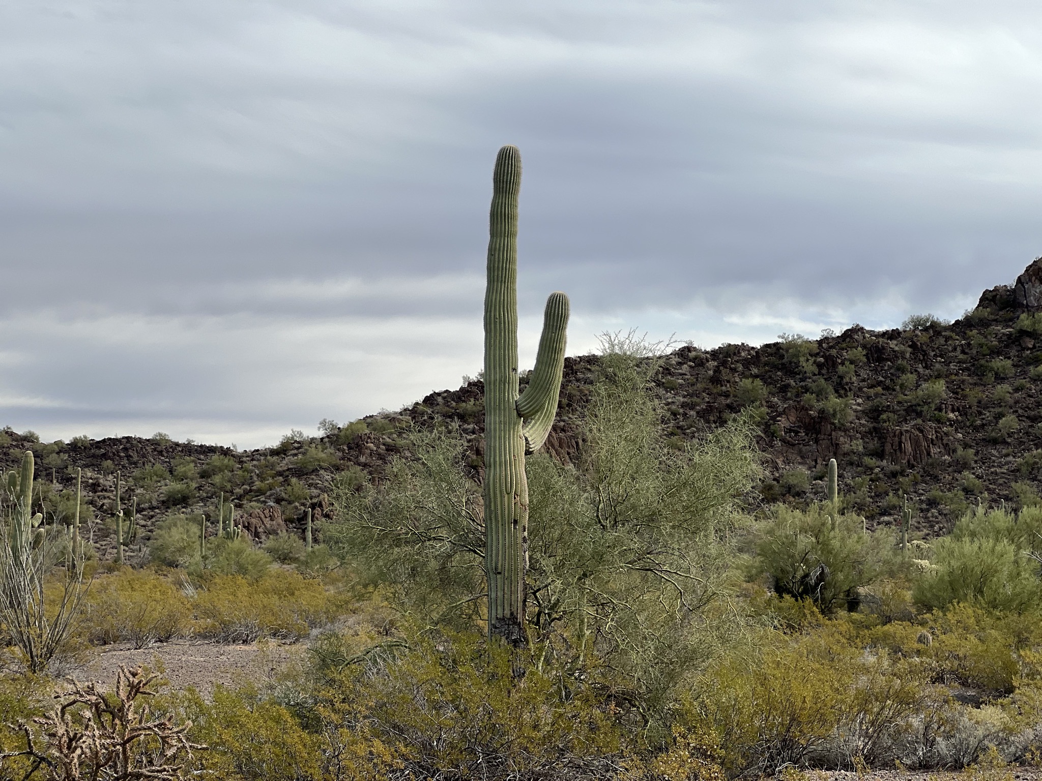 Cacti