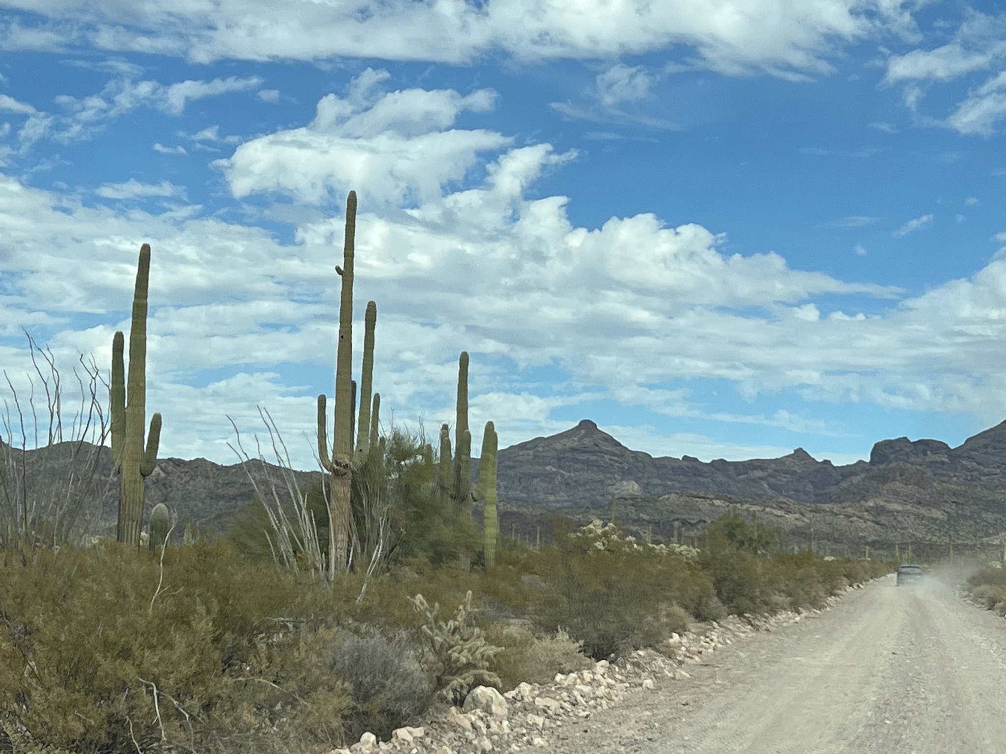 Cacti