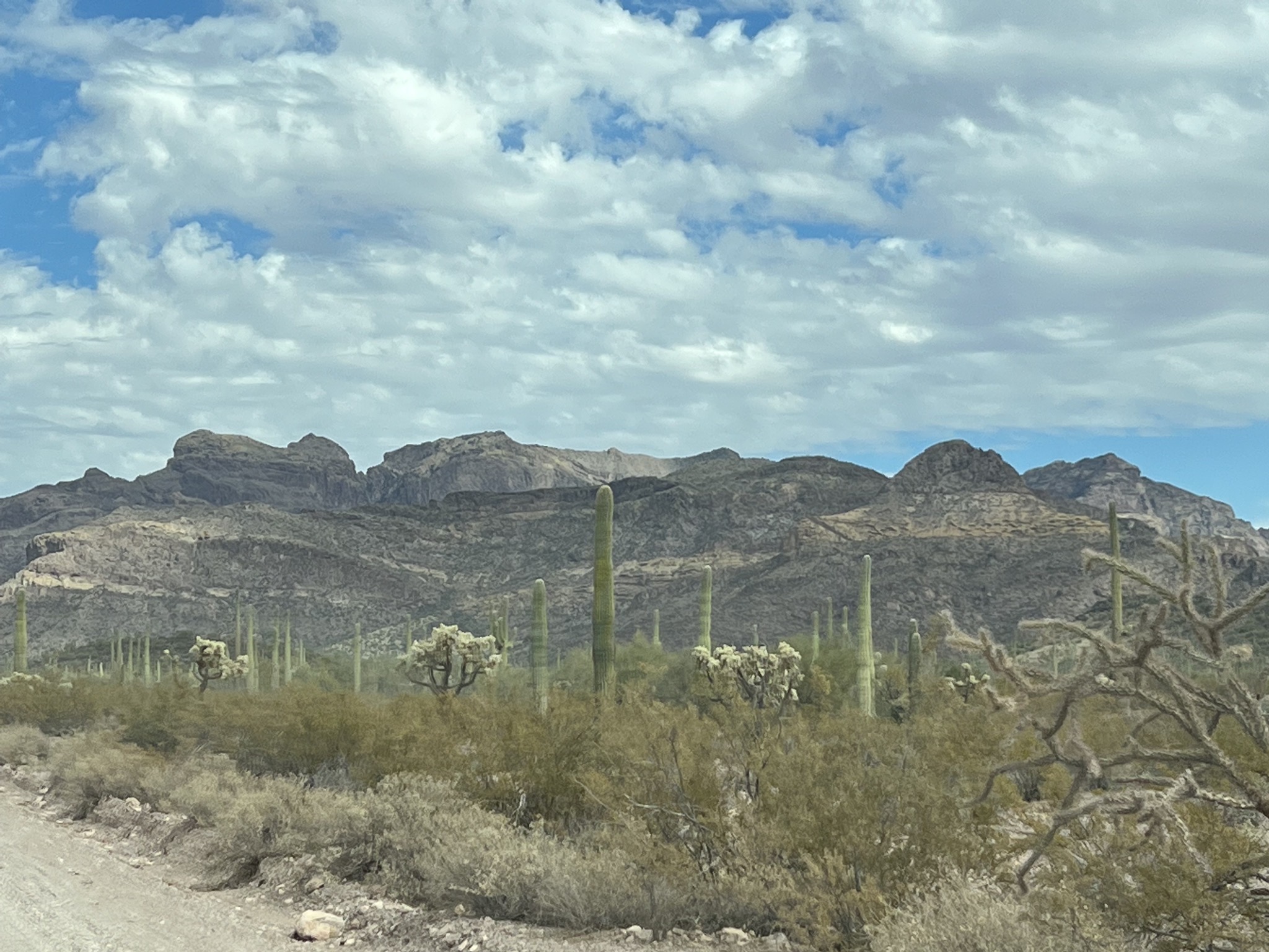 Cacti