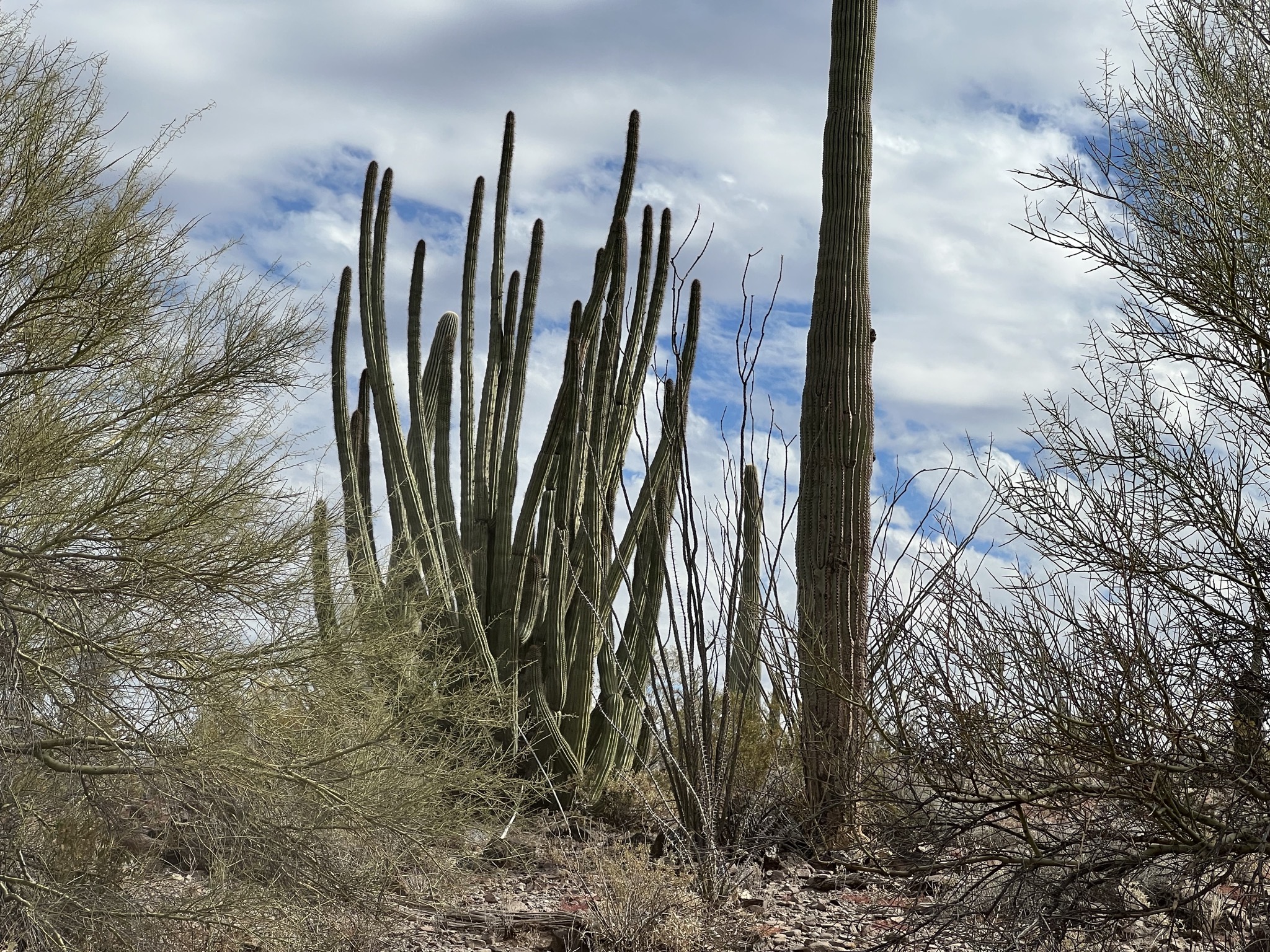 Cacti