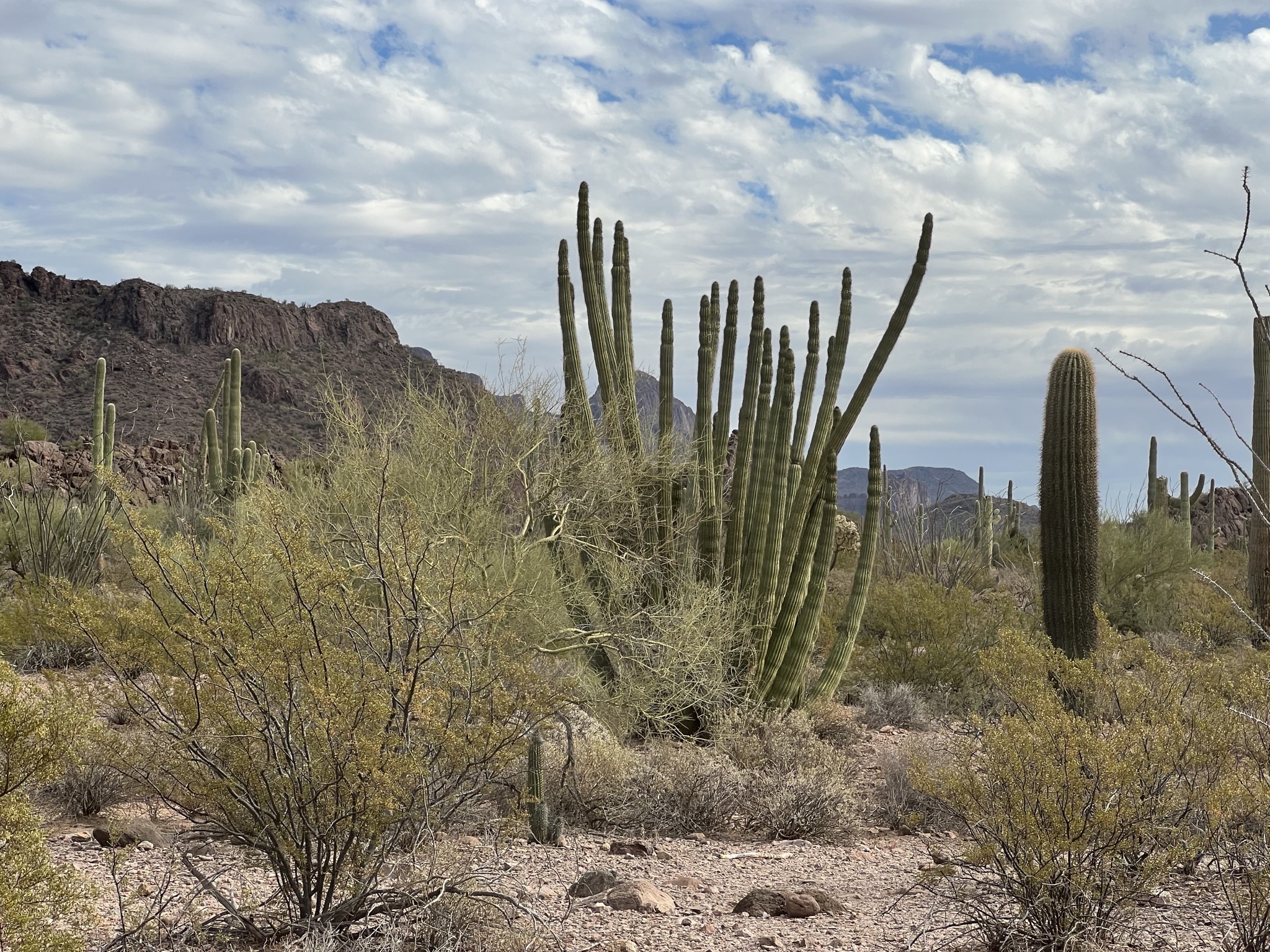 Cacti