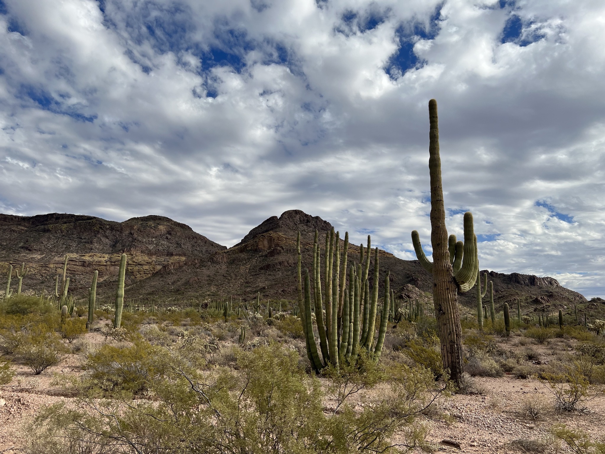 Cacti