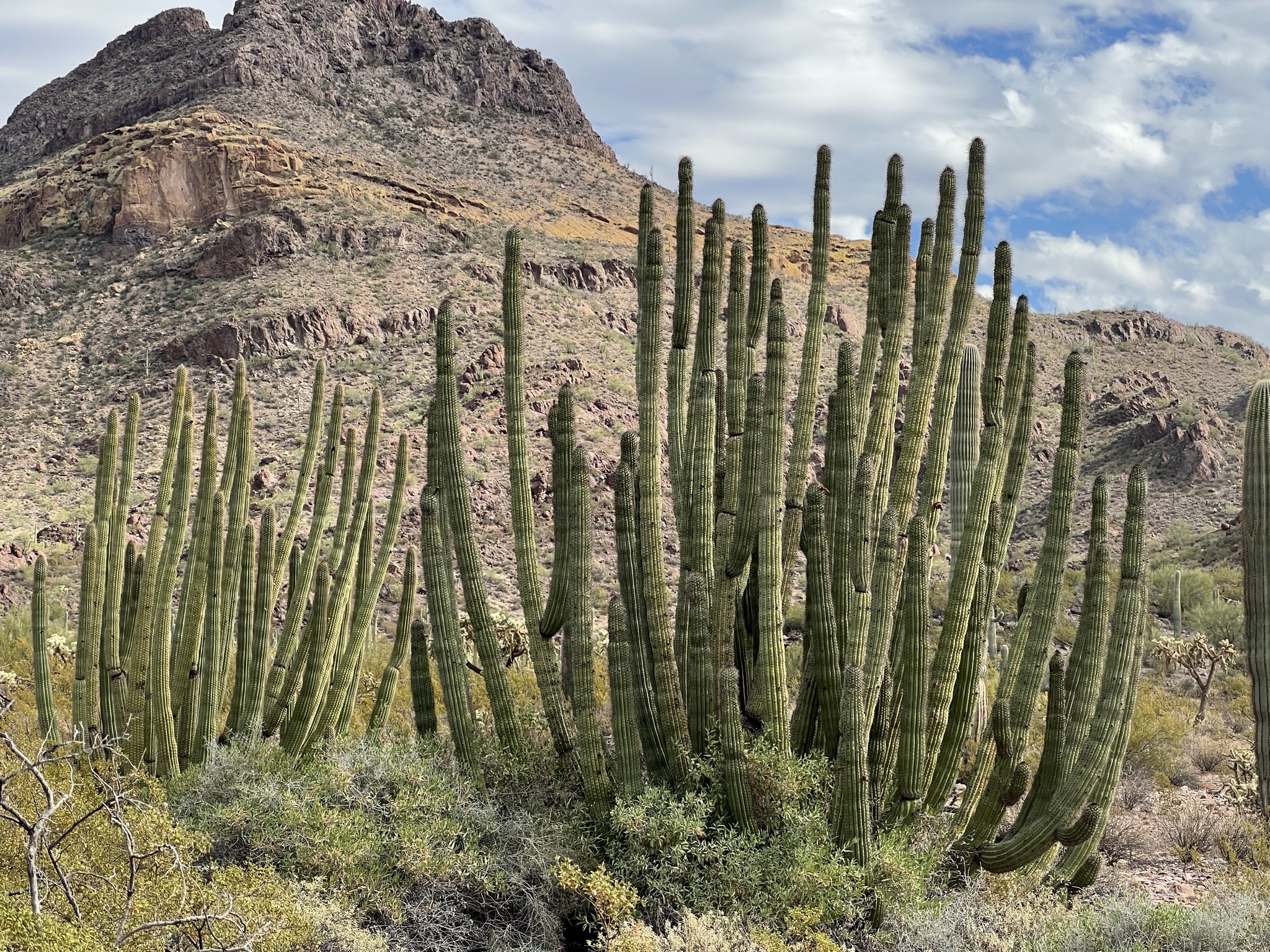 Cacti