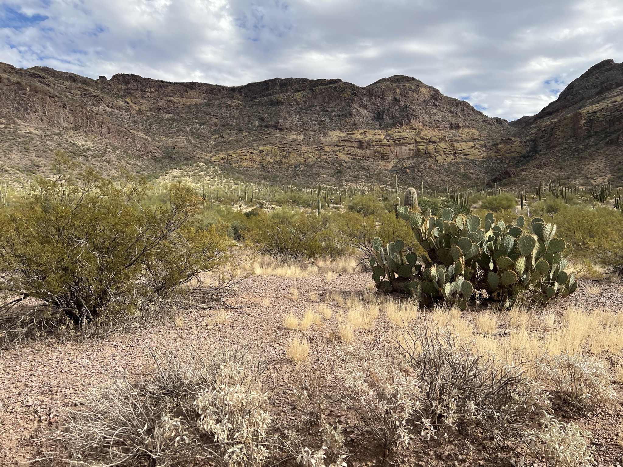 Cacti